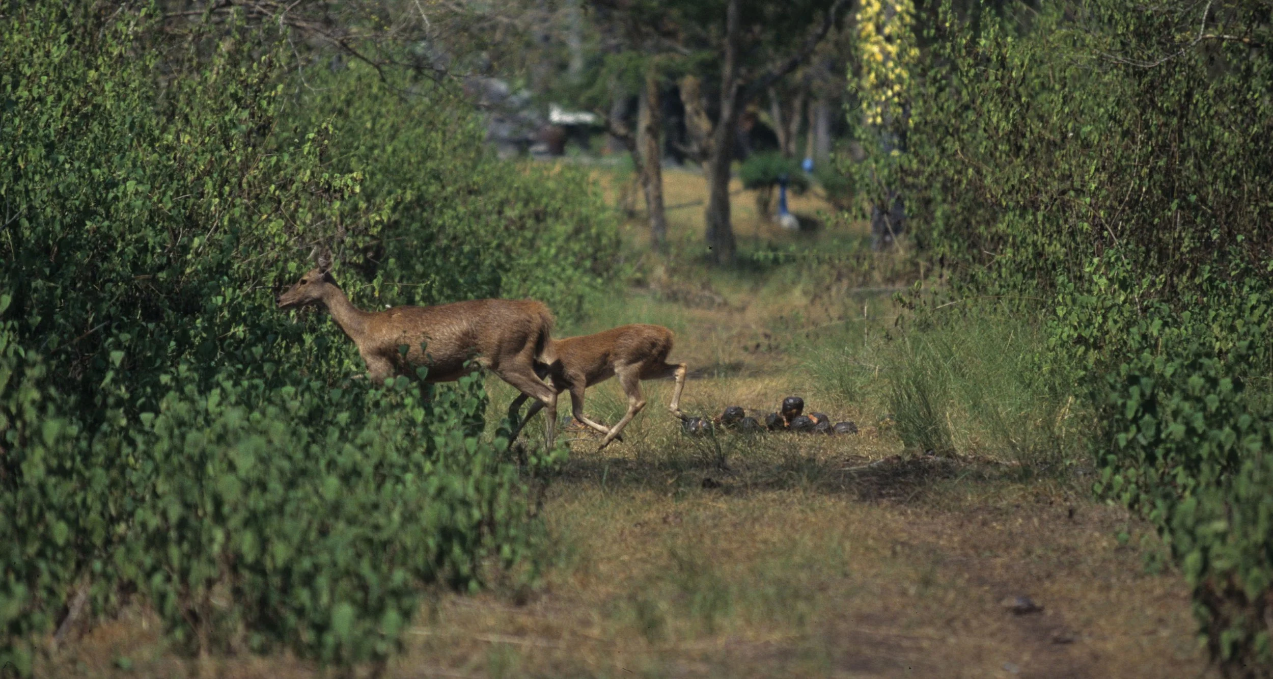 CERVID - DEER - TIMOR DEER - BALI BARAT NP INDONESIA.jpg