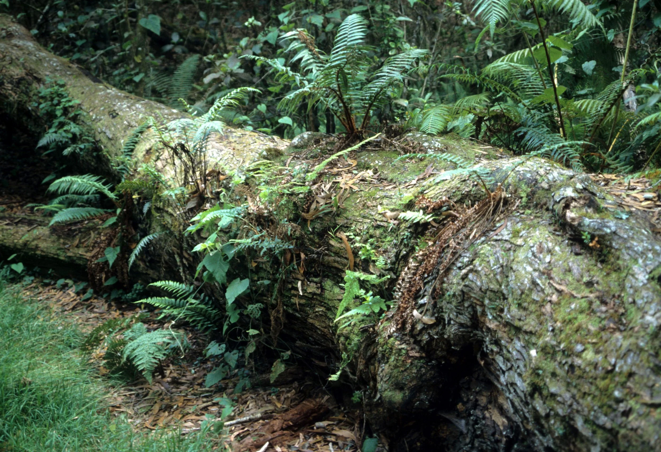 HAWAII - HAWAII - FOREST ECOLOGY - NURSE LOG.jpg