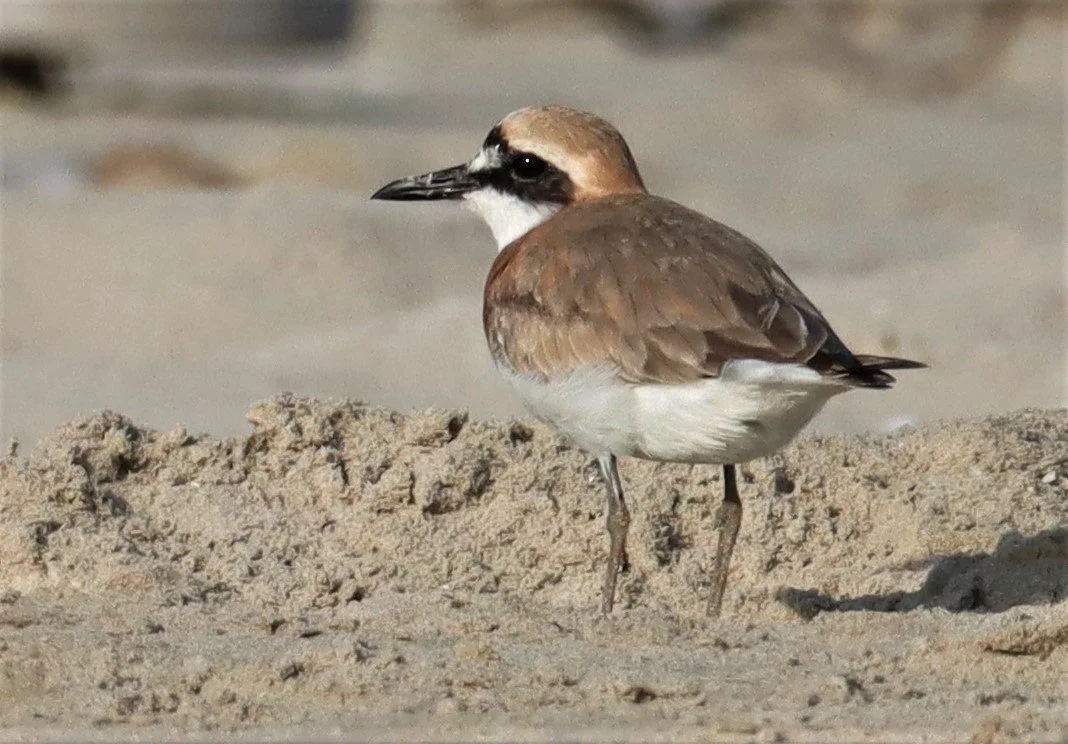 PLOVER - GREATER SAND-PLOVER -Charadrius leschenaultii - PAK THALE PETBURI (68).jpg