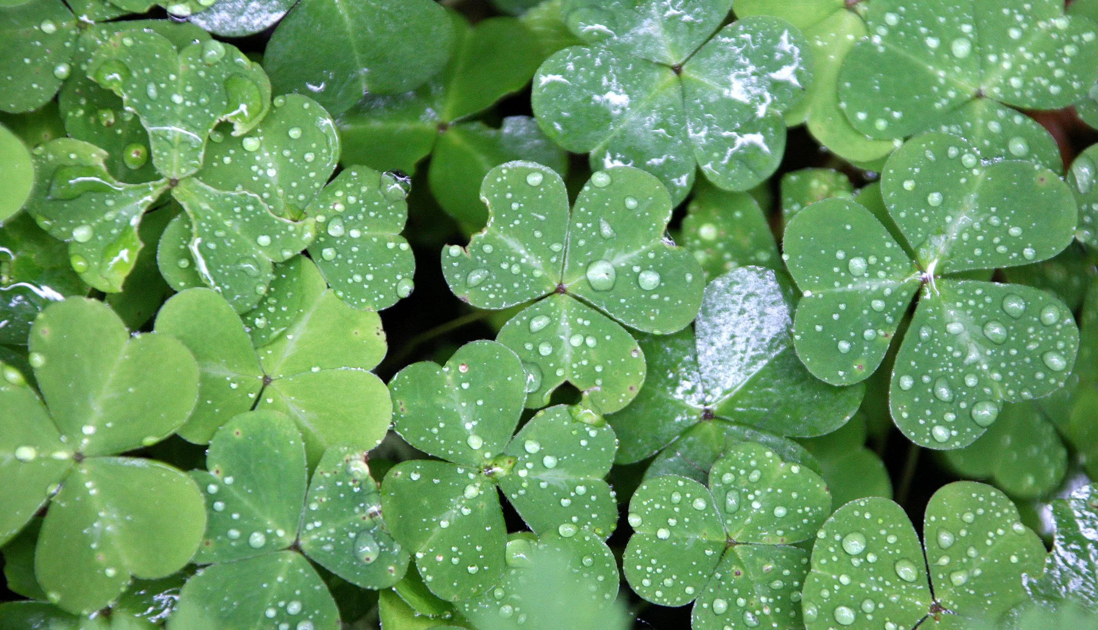 OXALIDACEAE - OXALIS SPECIES - AVENUE OF THE GIANTS - HUMBOLDT REDWOODS STATE PARK CAL (7).JPG