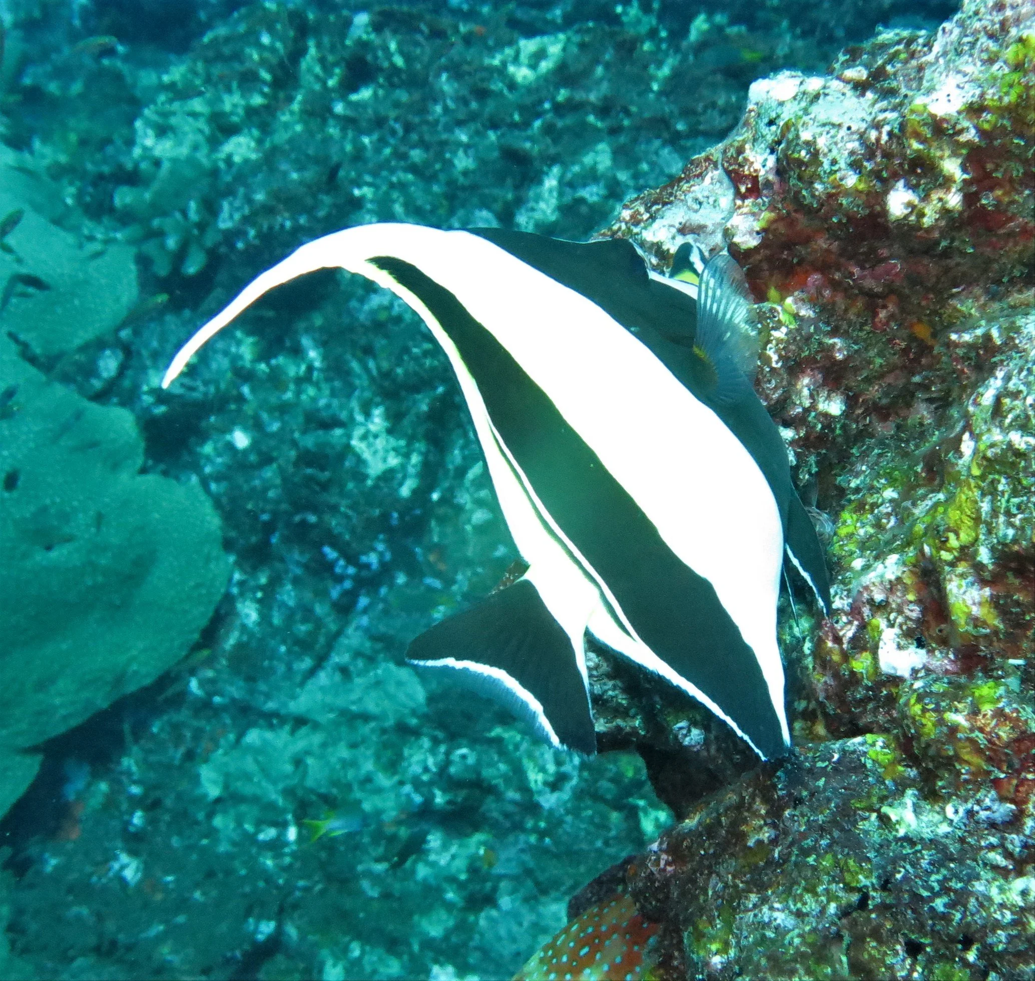 Zanclidae - Moorish idol (Zanclus cornutus)  - Similan Islands, Thailand (2).jpg