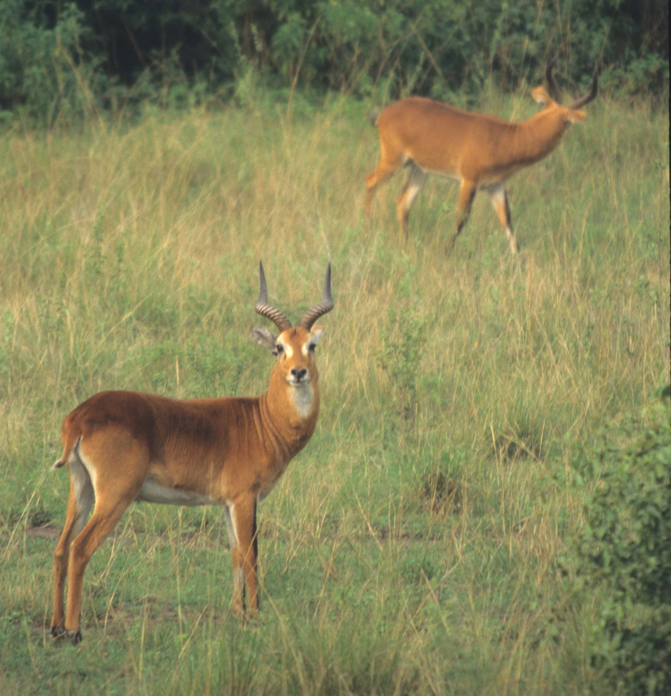 BOVID - UGANDA KOB - QE (4).jpg