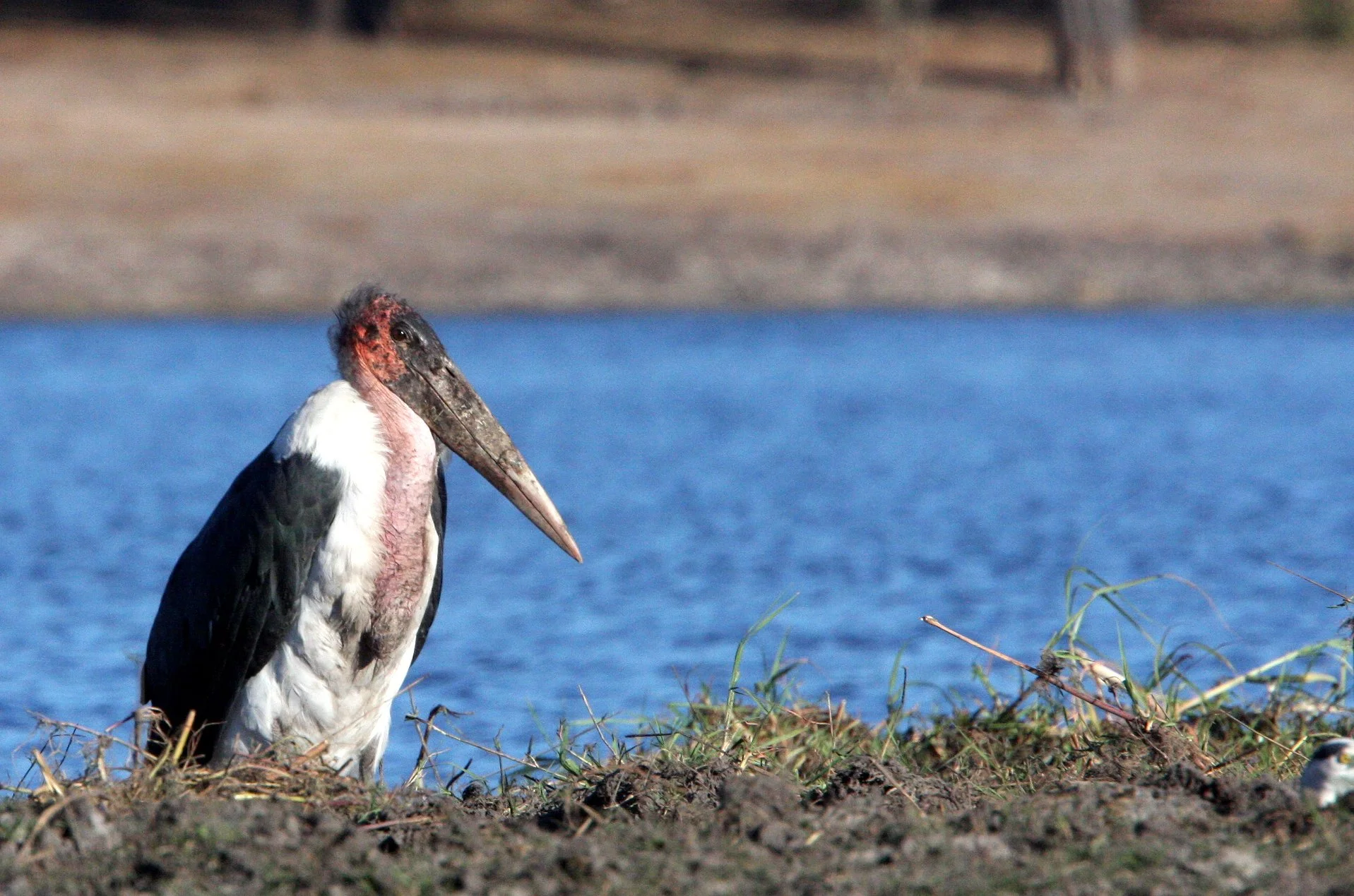 STORK - MARABOU STORK - Leptoptilos crumenifer - CHOBE NATIONAL PARK BOTSWANA (16).JPG