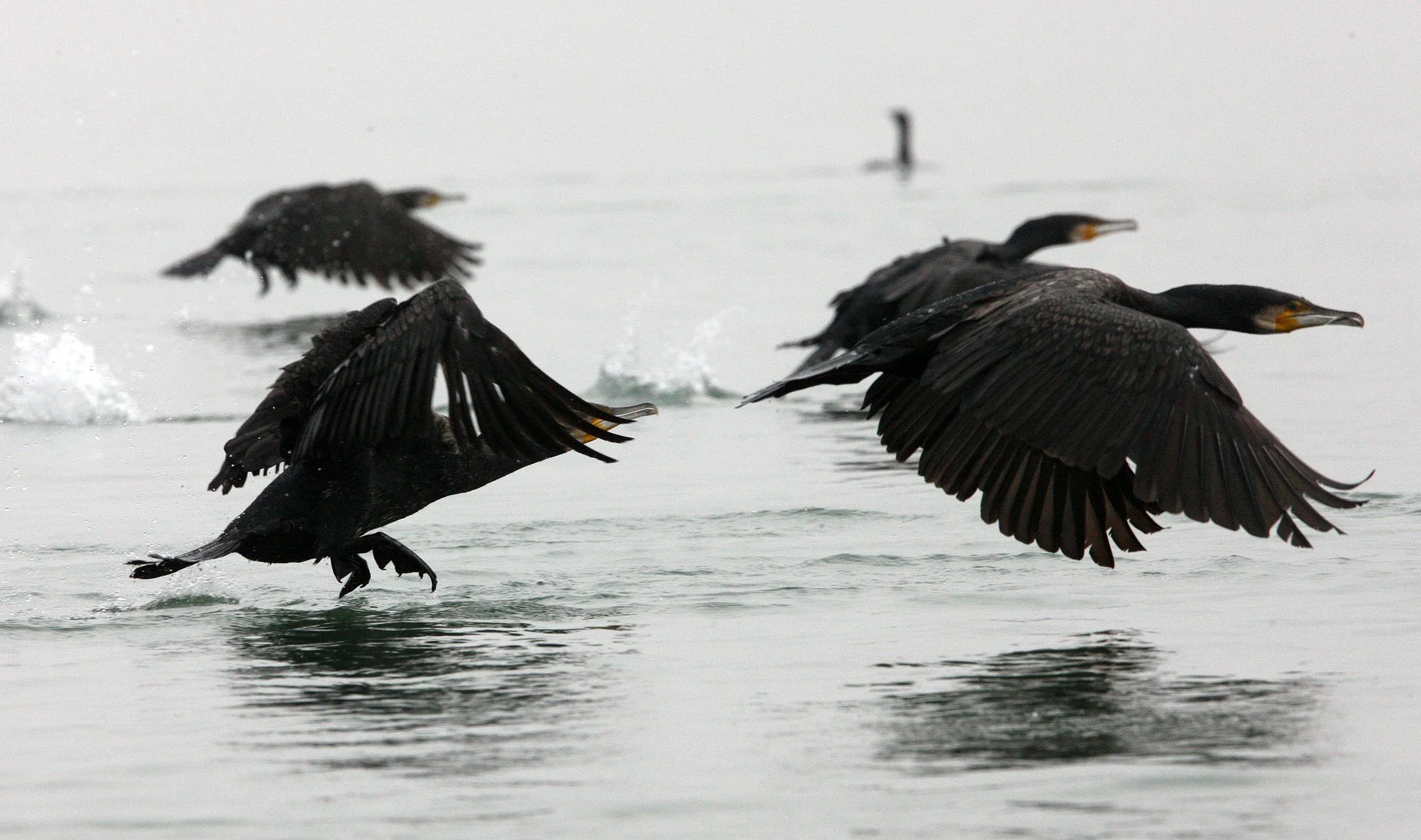 Phalacrocorax carbo - Great Cormorant - Chambal River India (9).JPG