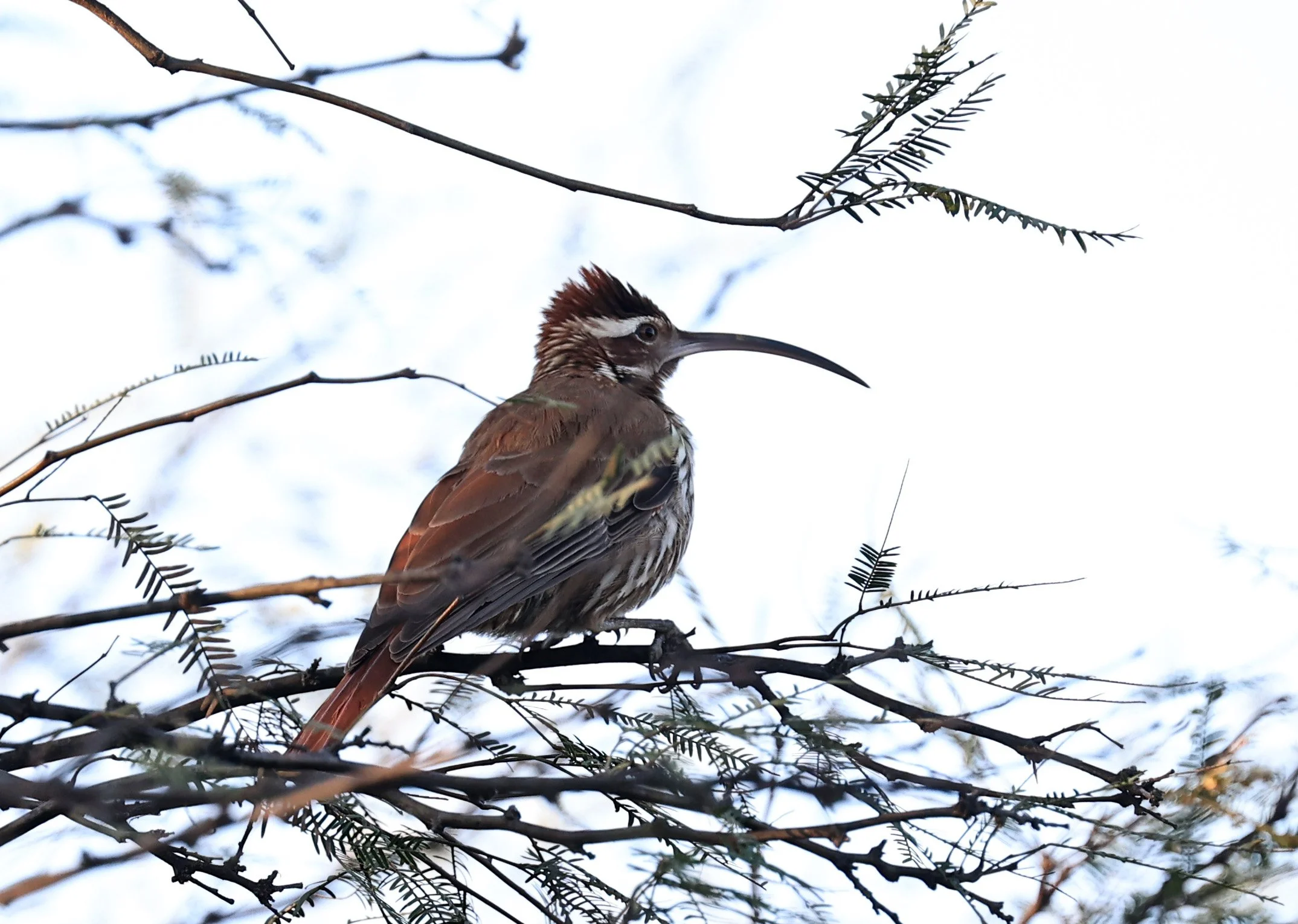 Scimitar-billed Woodcreeper (Drymornis bridgesii) Hotel Iparoma Campestre Paraguay (5).jpg