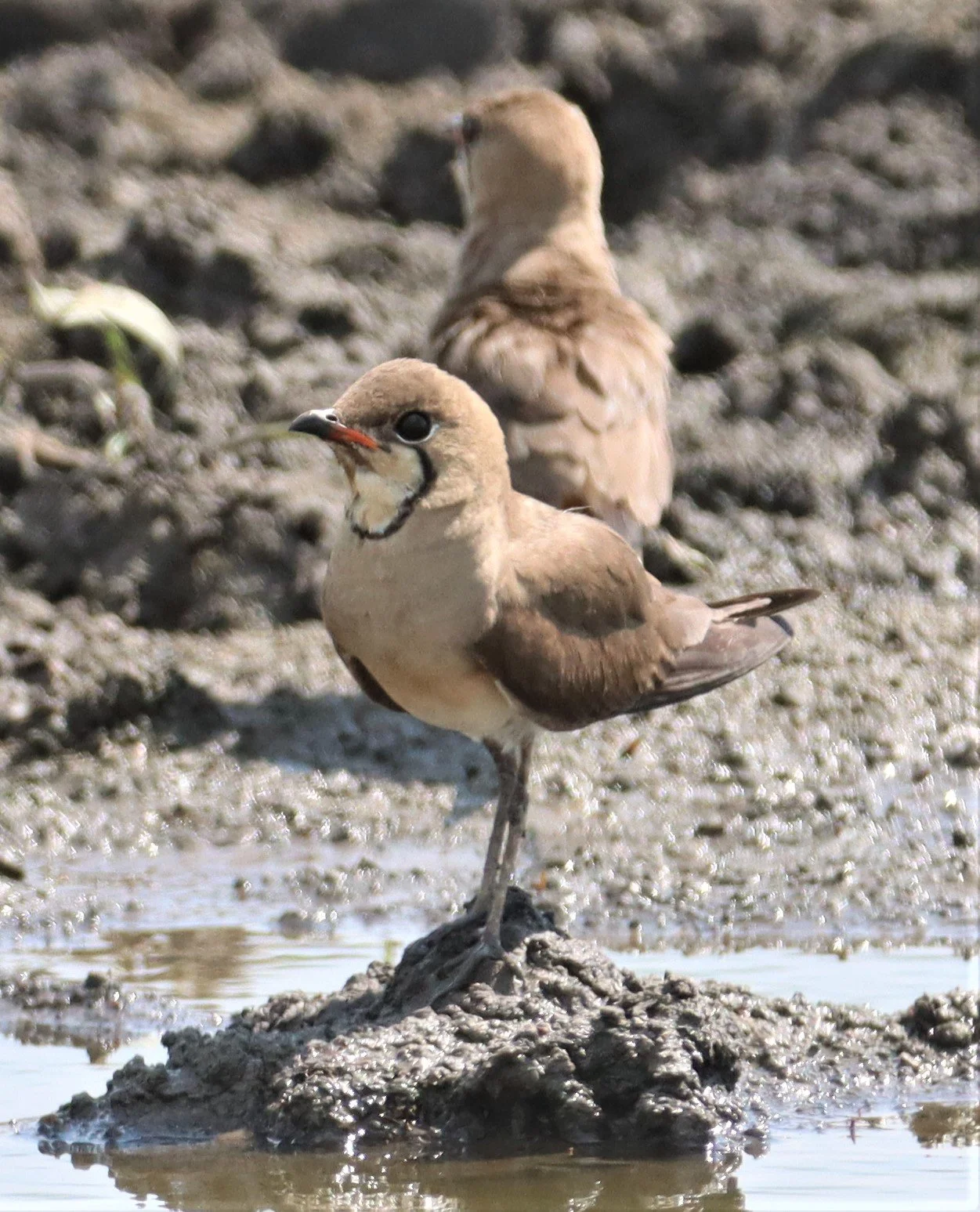 PRATINCOLE - ORIENTAL PRATINCOLE - Glaveola maldivarum - BANG KHAEM WETLANDS NAKHON PATHOM (27).jpg