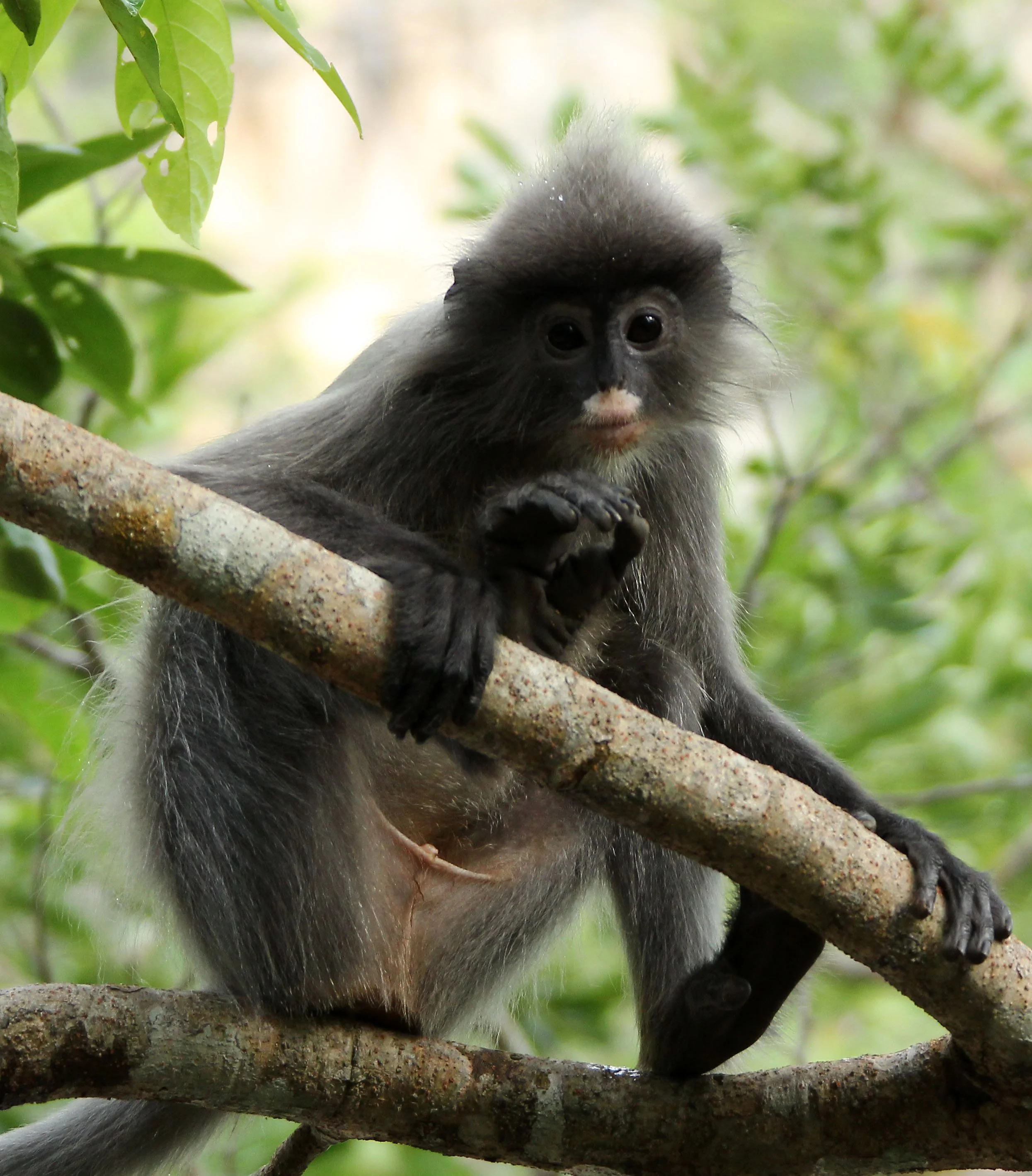 CERCOPITHECIDAE - Trachypithecus crepusculus - INDOCHINESE GRAY LANGUR - PHI THA KHON TEMPLE LOEI (56).JPG
