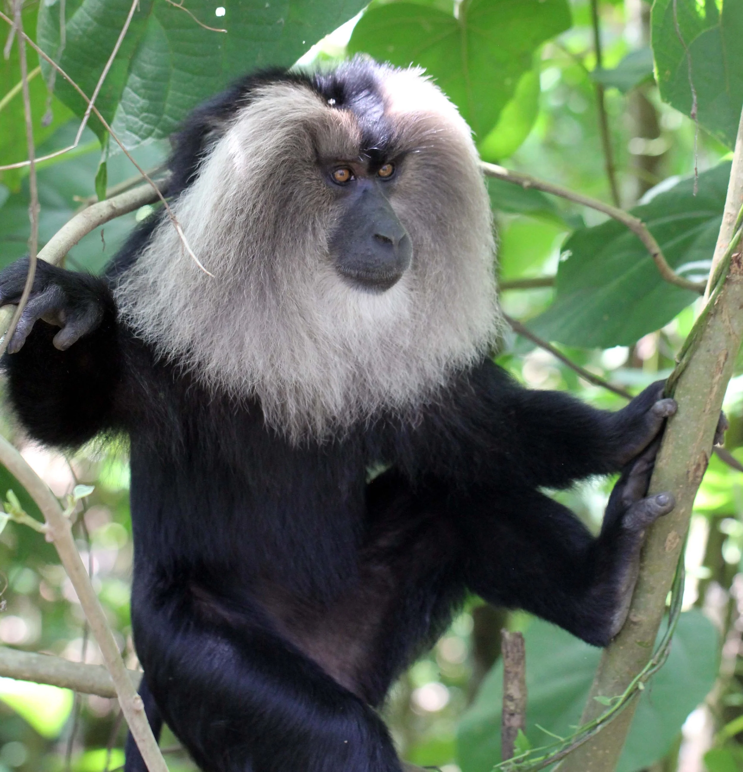 CERCOPITHECIDAE - Macaca silenus -LION-TAILED MACAQUE - VALPARAI TAMIL NADU INDIA - PHOTO BY SOM SMITH (9).JPG