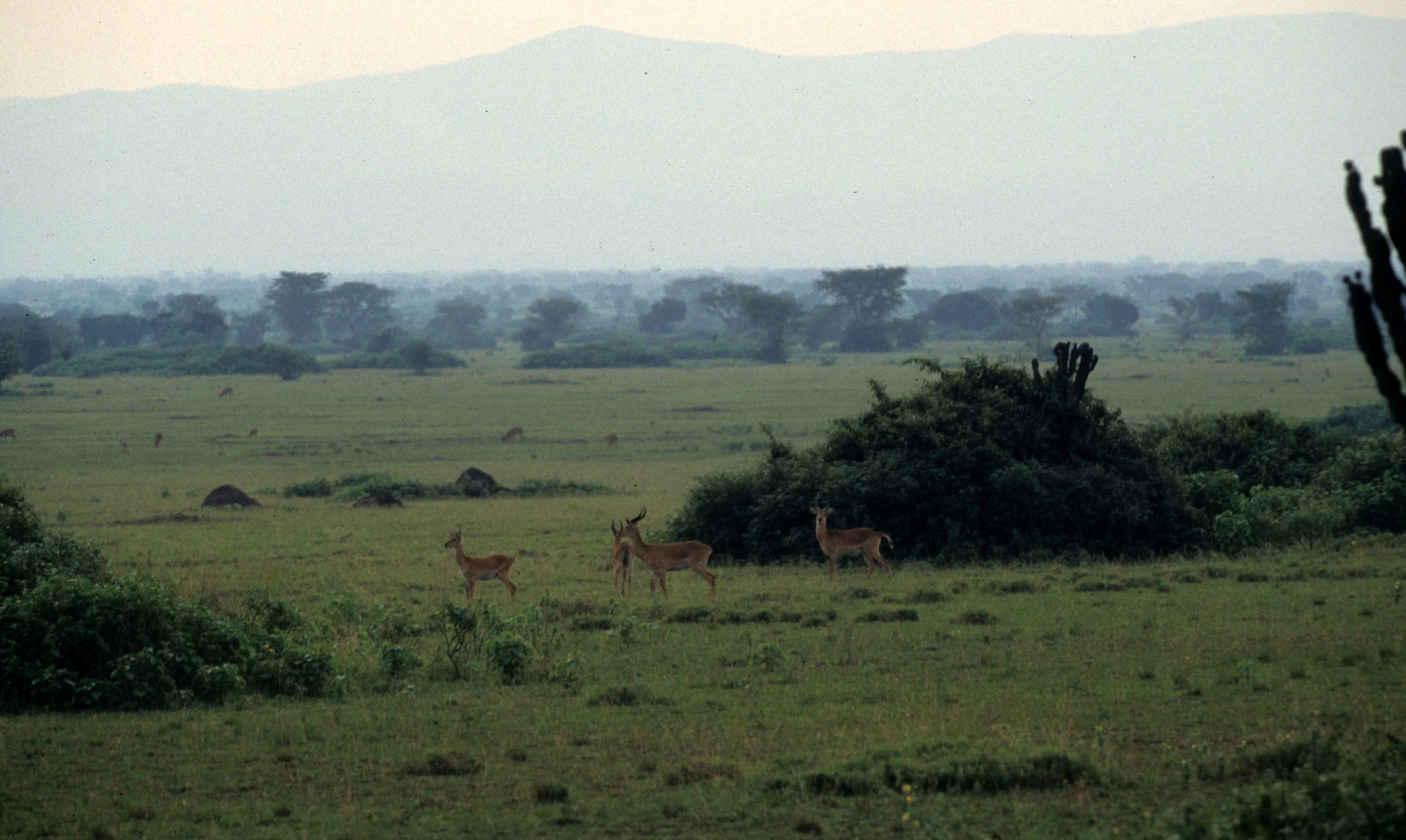 KENYA - SAVANAH BIOME (6).jpg