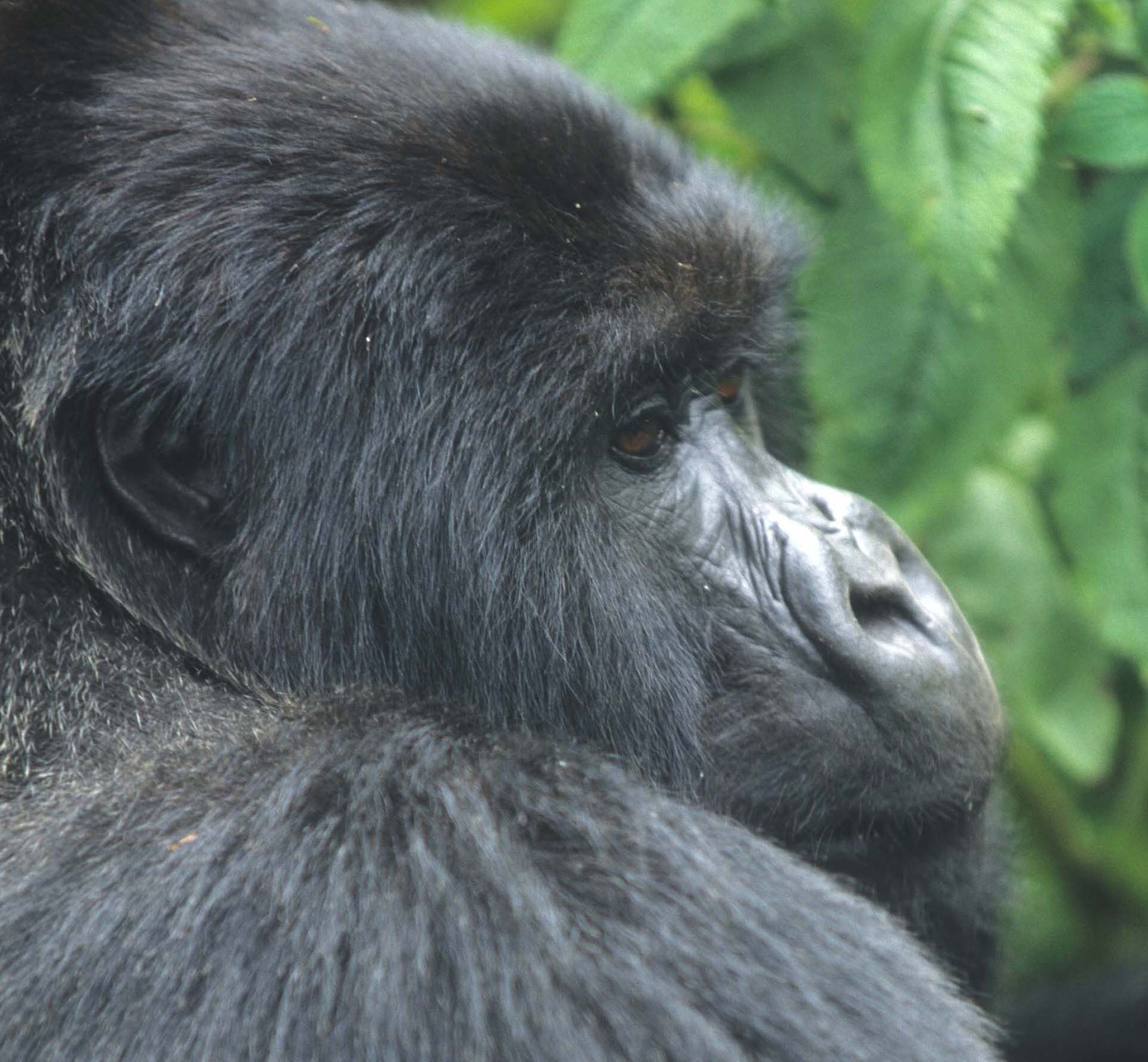 PRIMATE - GORILLA-RWANDA PARC DU VULCANS (11).jpg
