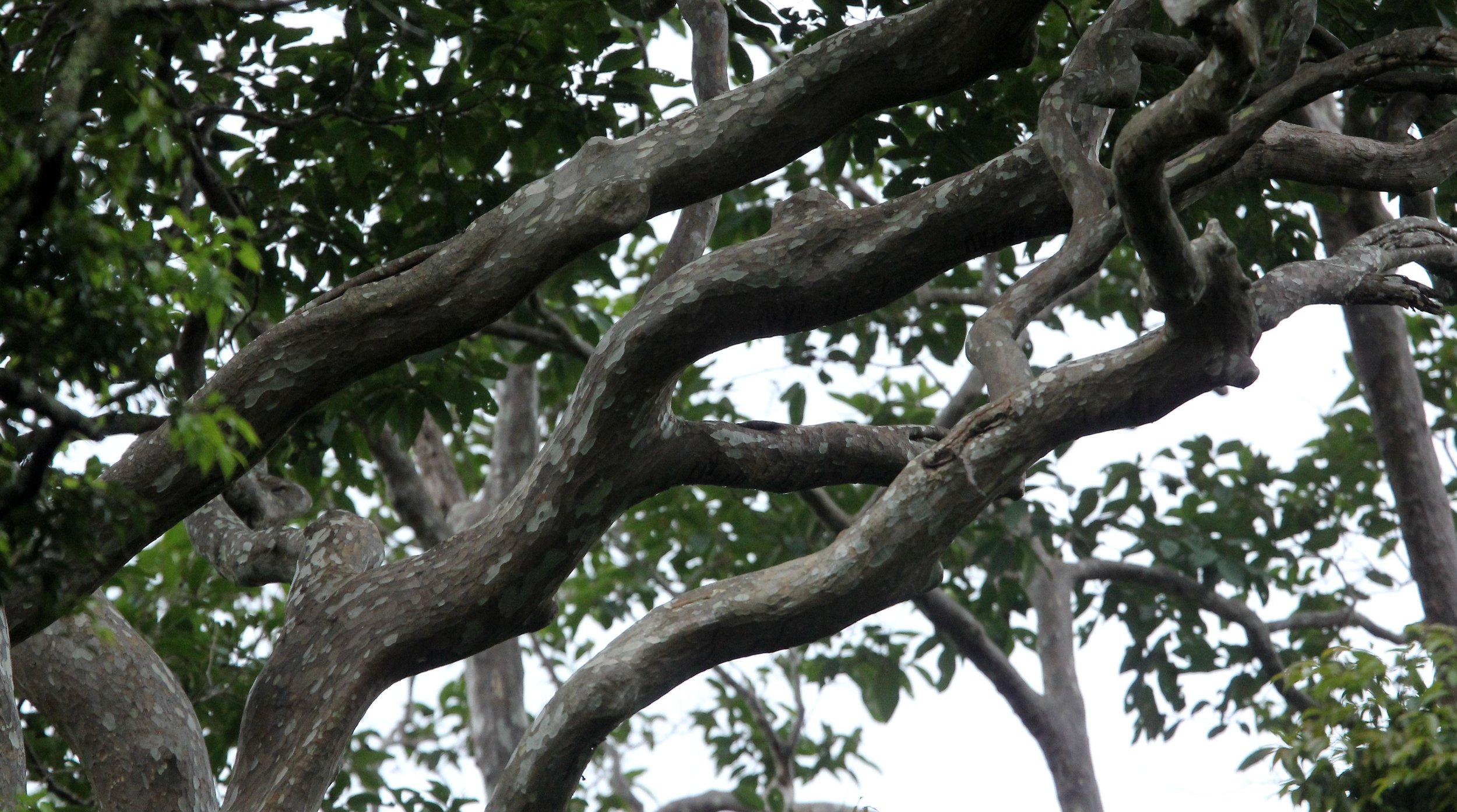 2017 Phu Khieo Wildlife Sanctuary  (19).JPG