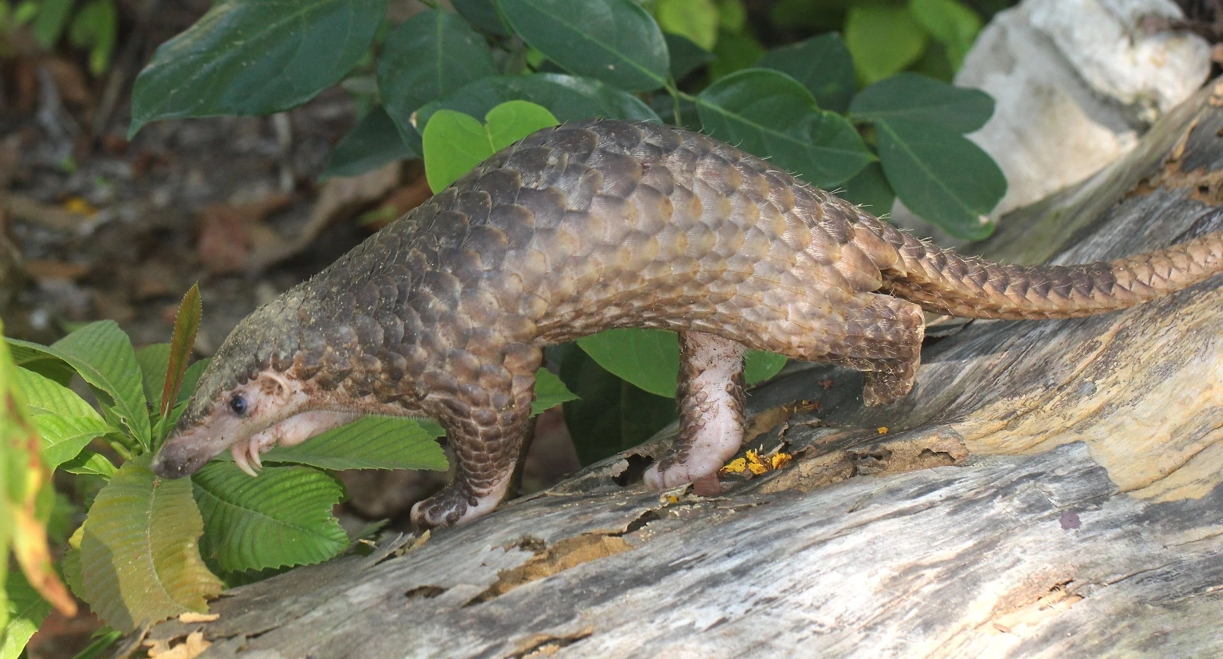 Manis javanica - SUNDA PANGOLIN - KOH LANTA THAILAND  (25).JPG