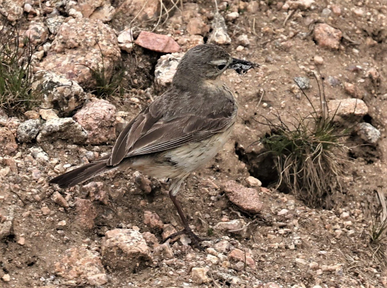 Anthus rubescens - AMERICAN PIPIT - MOUNT EVANS SCENIC BYWAY, MOUNT EVANS ROCKY MOUNTAINS (3).jpg