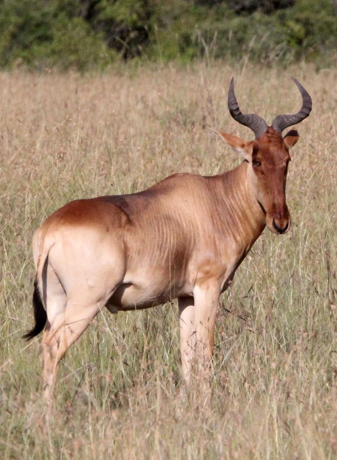 HARTEBEEST - COKE'S HARTEBEEST - Alcephalus cokii - MASAI MARA NATIONAL PARK KENYA (57).JPG