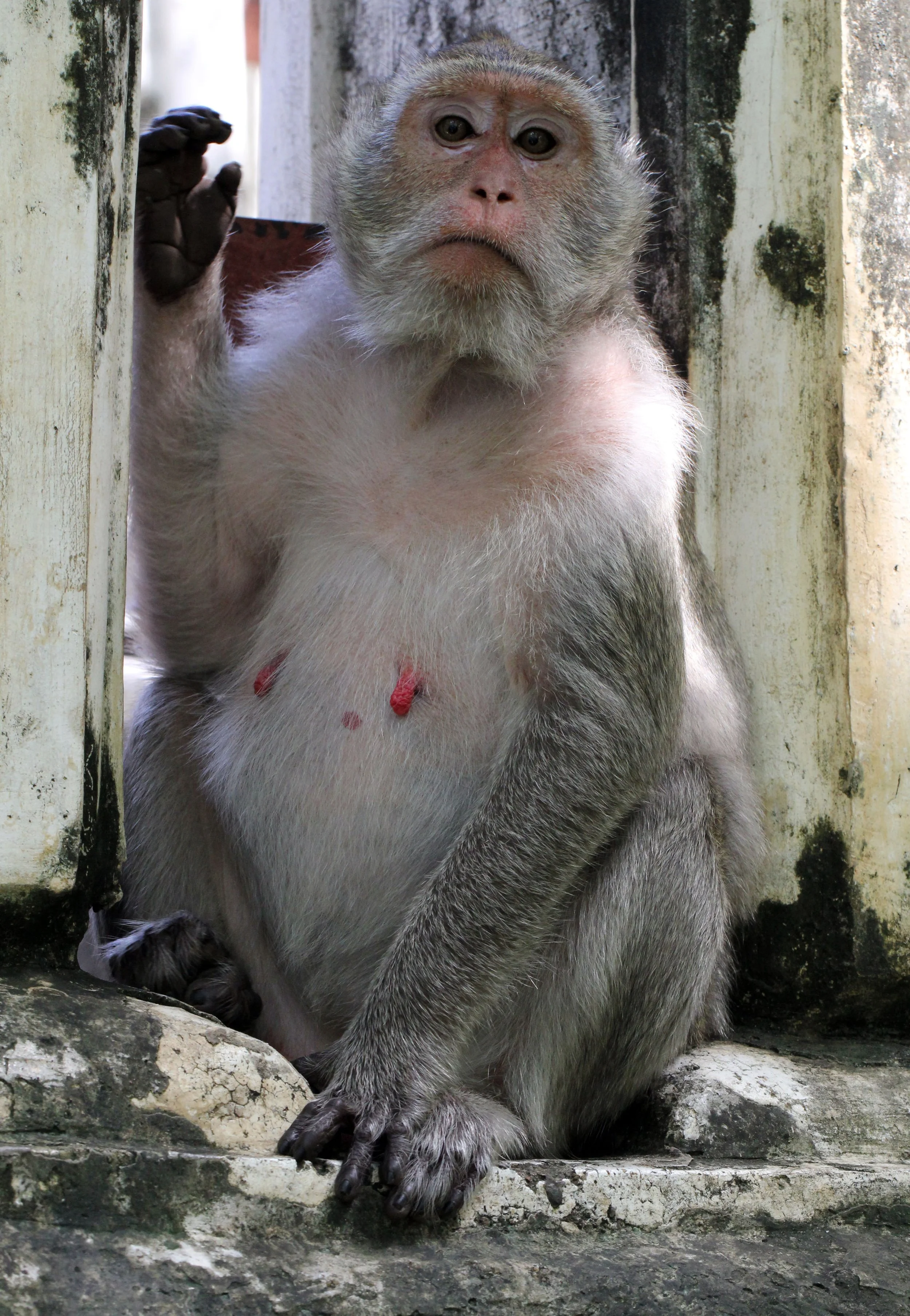 CERCOPITHECIDAE - Macaca fascicularis - LONG-TAILED MACAQUE - PETCHABURI THAILAND (8).JPG