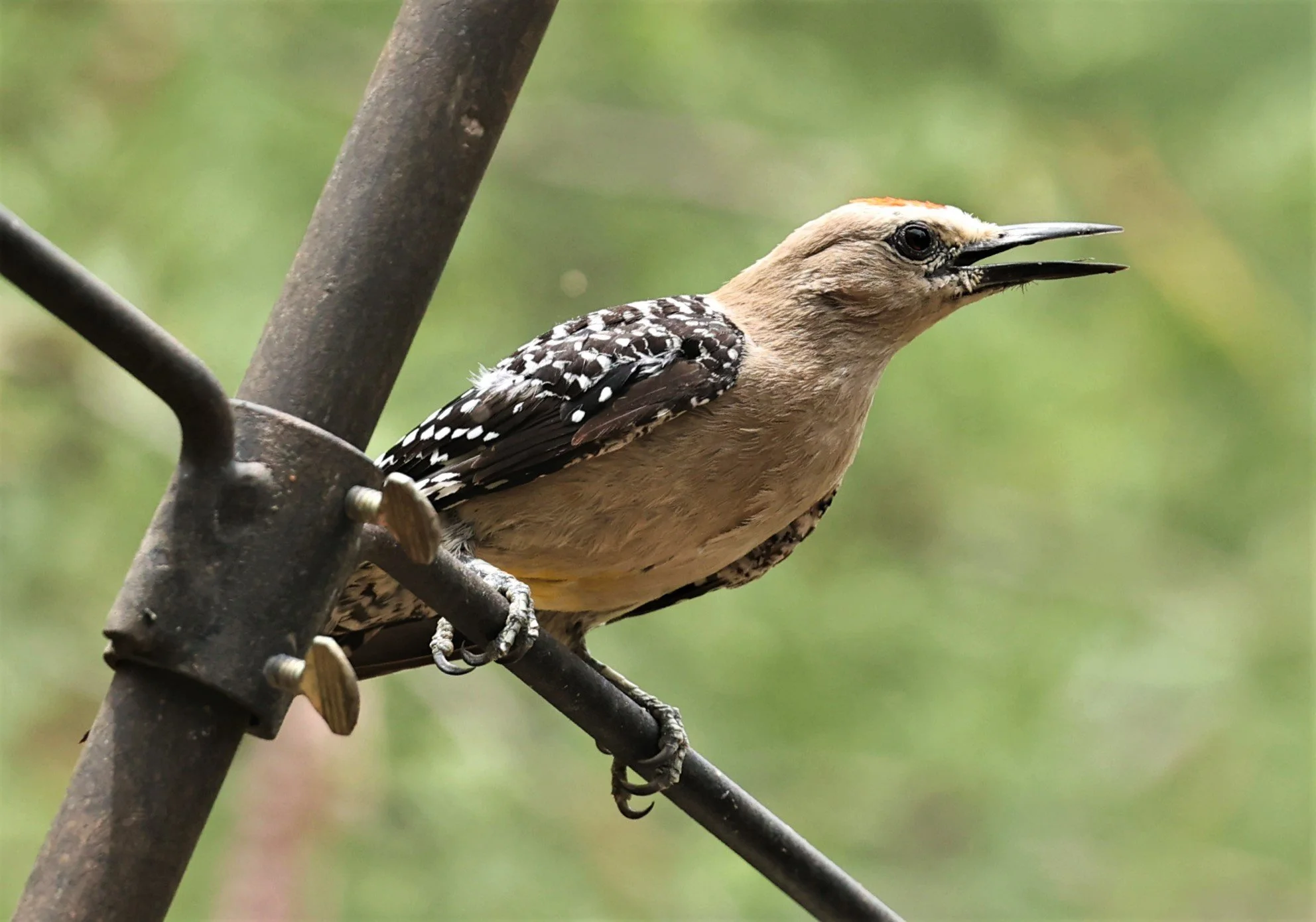 Melanerpes uropygialis - GILA WOODPECKER - ASH CANYON ARIZONA 2022 (9).jpg