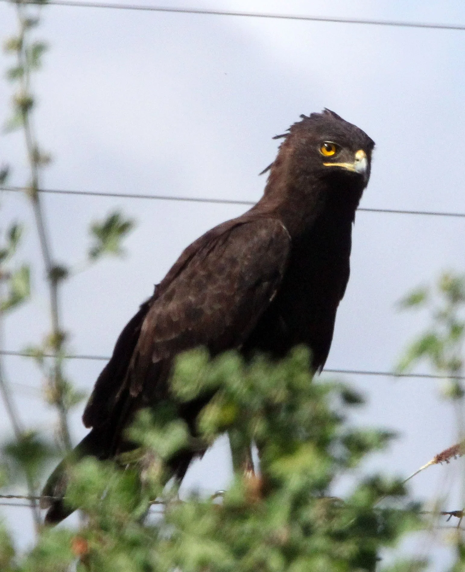 Lophaetus occipitalis - LONG-CRESTED EAGLE - MOUNT KENYA  NATIONAL PARK KENYA (8).JPG