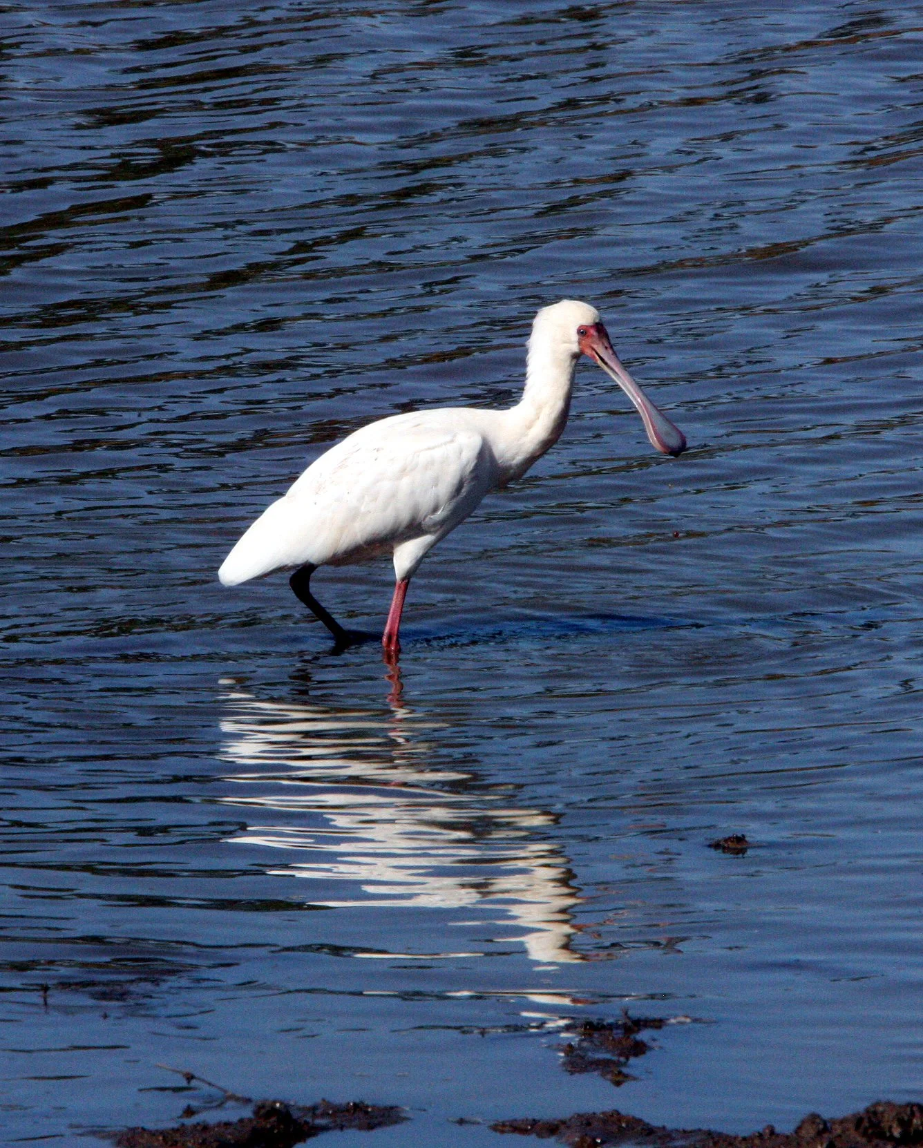 SPOONBILL - AFRICAN SPOONBILL - Platalea alba - KRUGER NATIONAL PARK SOUTH AFRICA (17).JPG