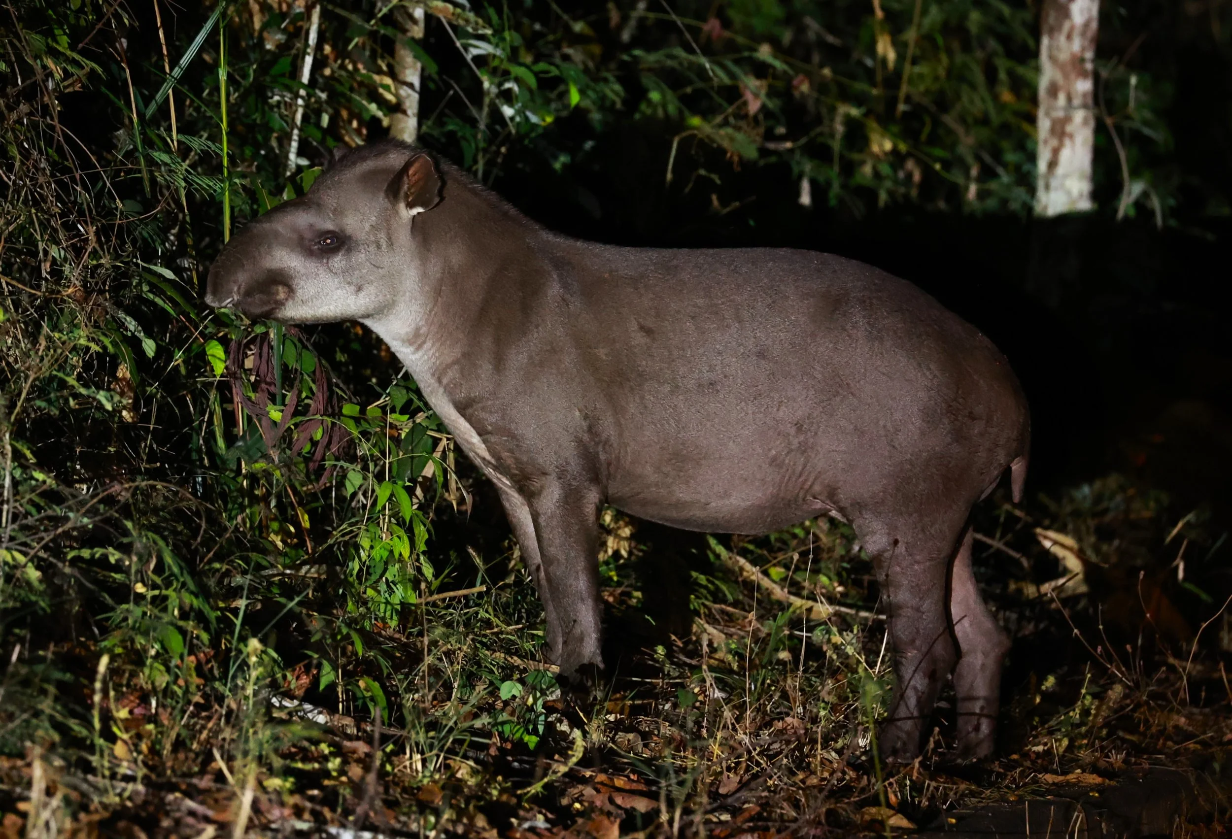 Tapirus terrestris - Brazilian or South American Tapir - Rio Doce State Park, Minas Gerais, Brazil (29).JPG