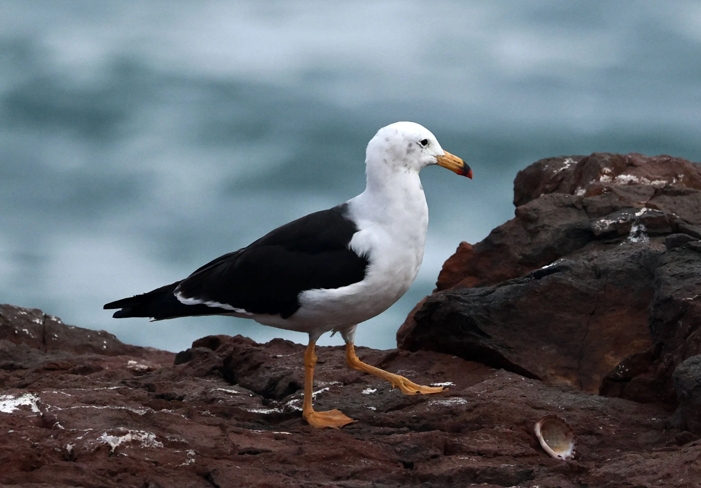 Gull - Belcher's Gull - Larus belcheri - Arica Chile Coastline (12).jpg