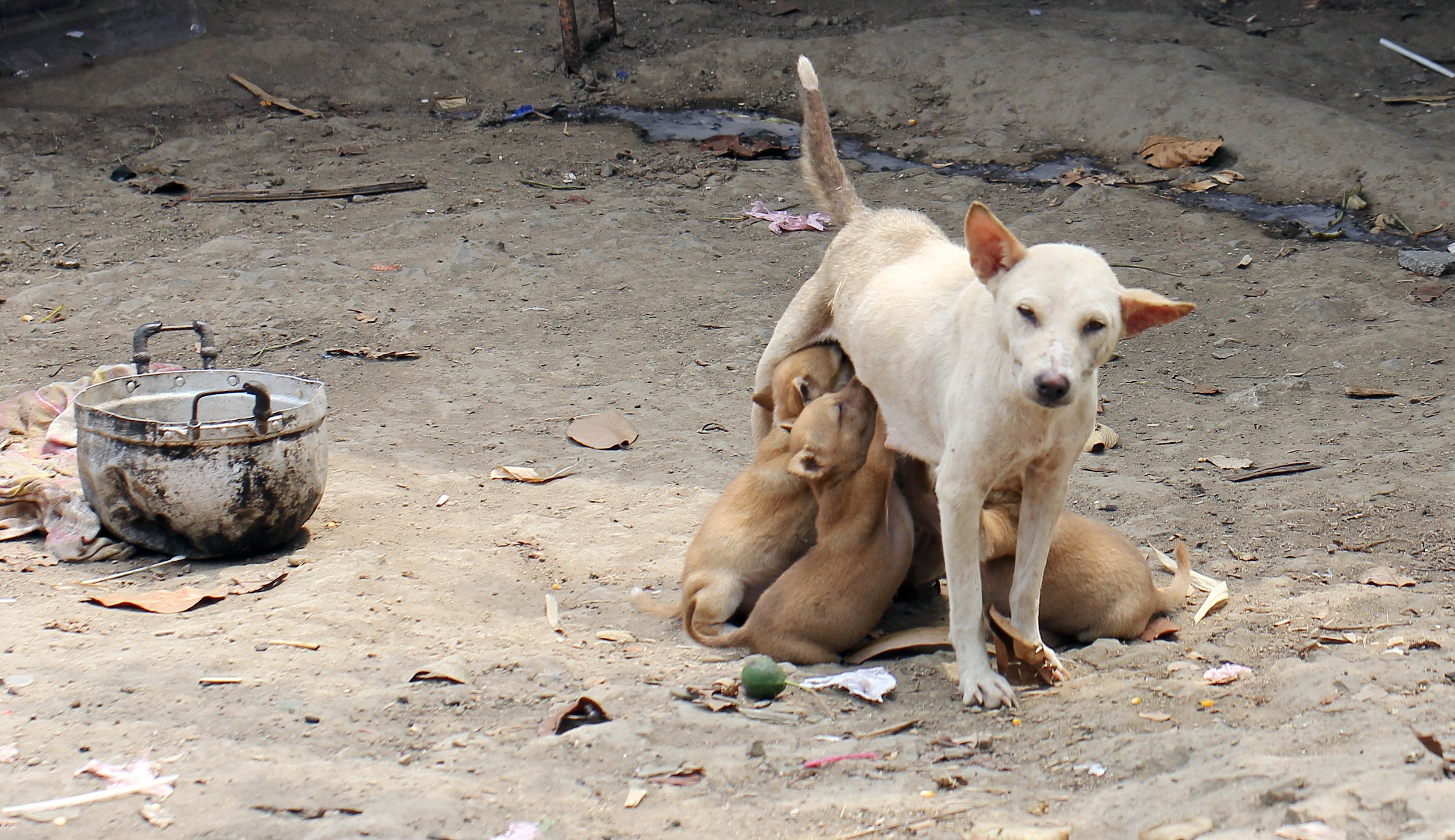 2015 Huai Mai Dee Huai Kha Khaeng Wildlife Refute (11).JPG