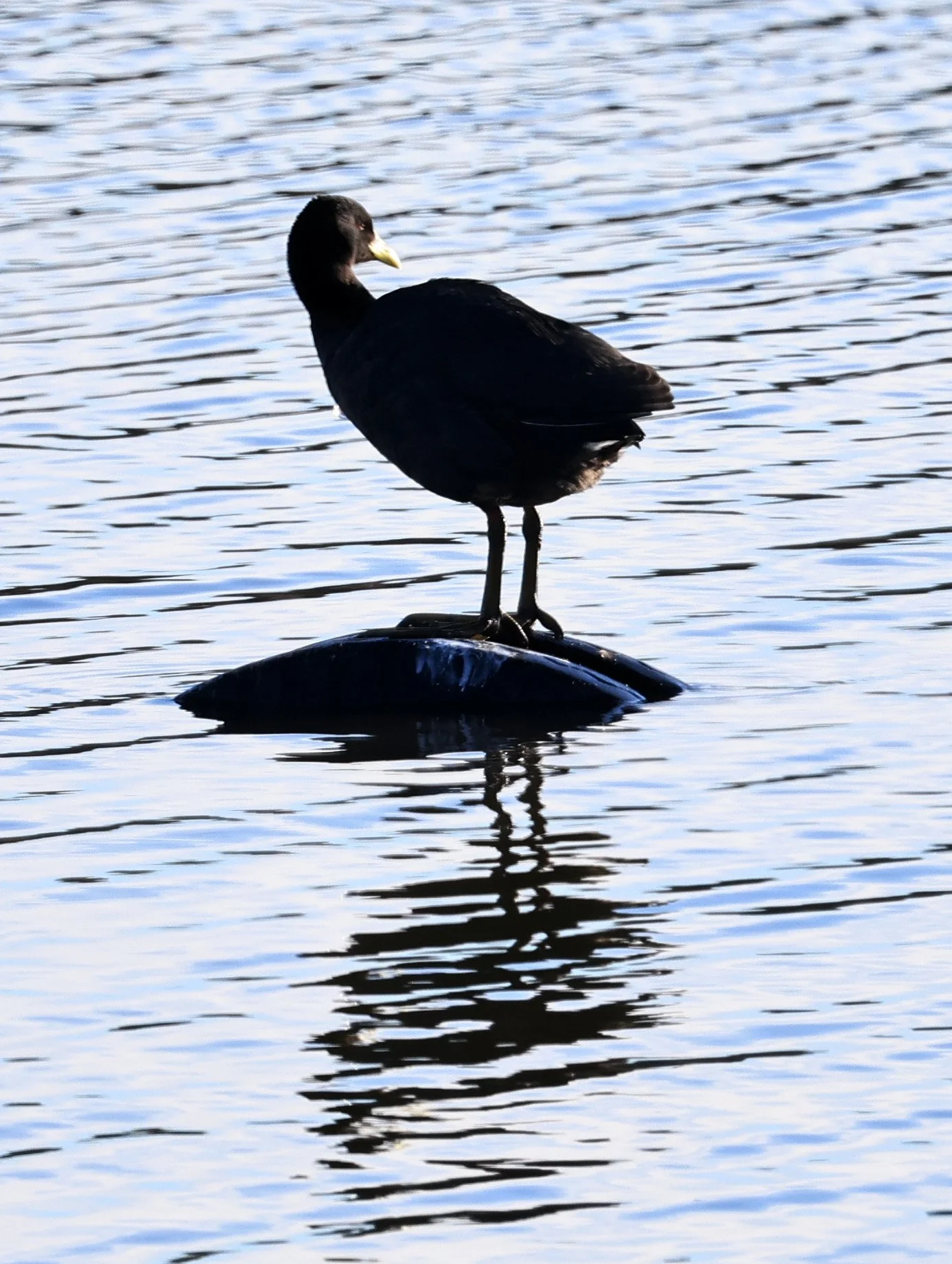 White-winged Coot (Fulica leucoptera) 