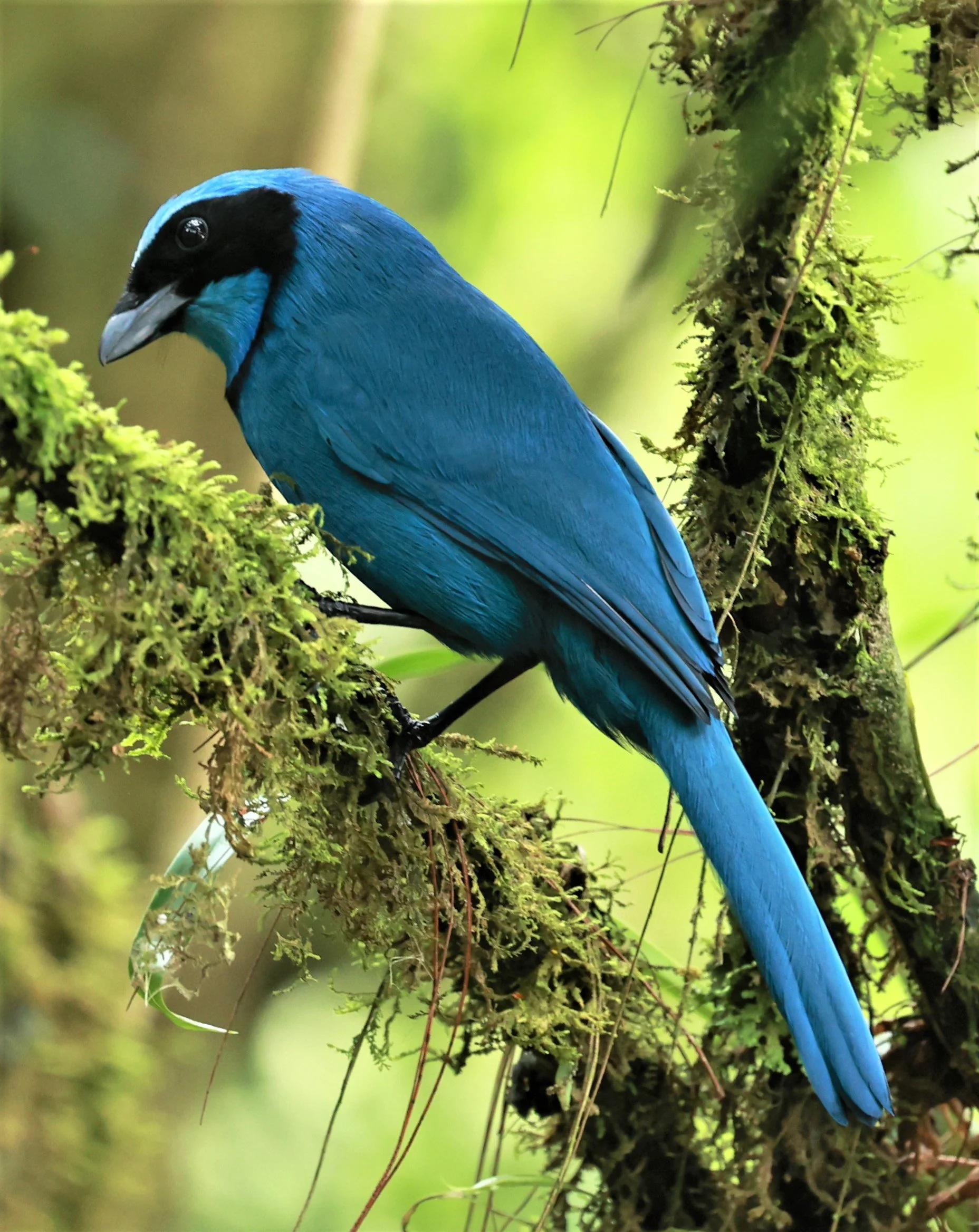 Turquoise Jay (Cyanolyca turcosa) Guango Lodge, Papallacta, Ecuador ...