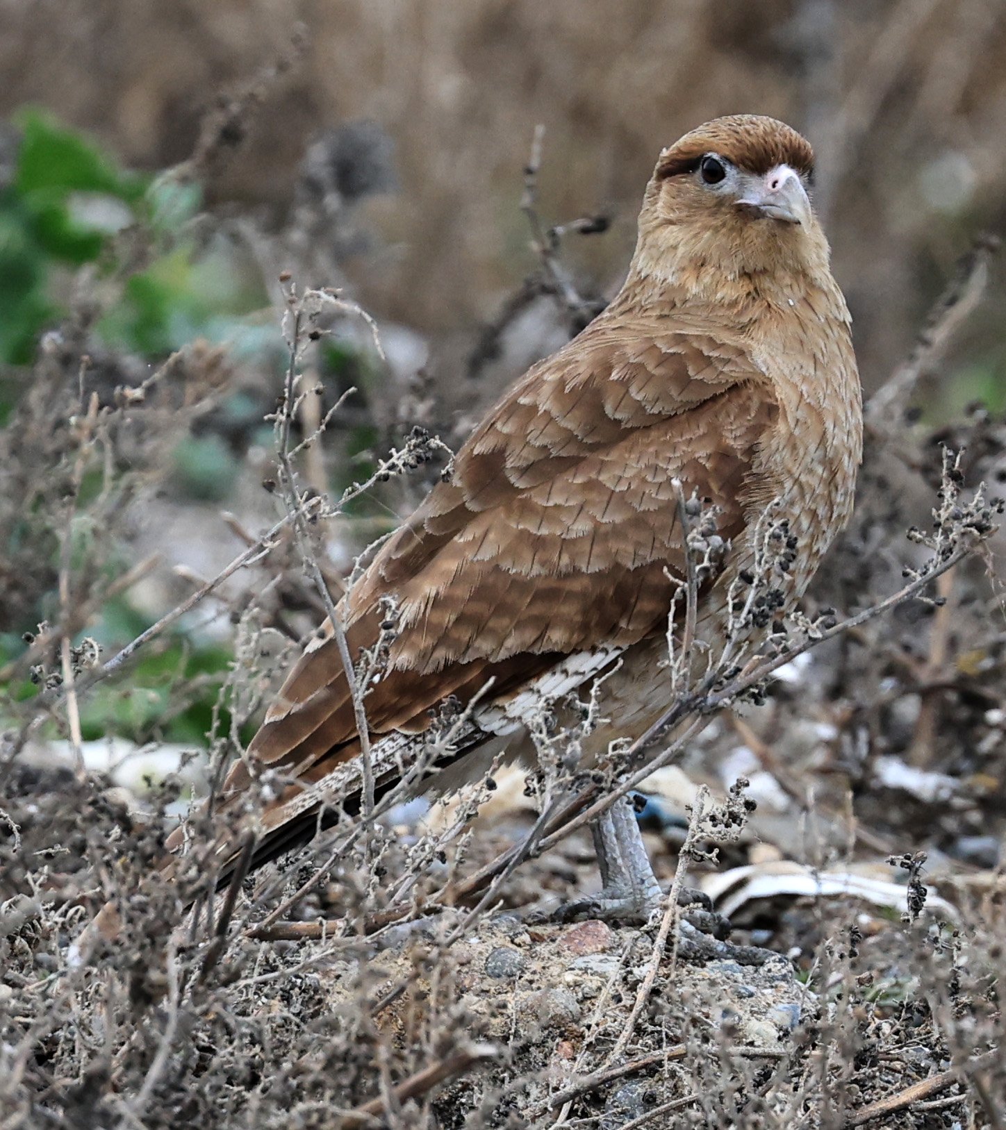 Chimango Caracara (Daptrius chimango) Lagunas del Ornitólogo, Trelew Argentina (28).jpg