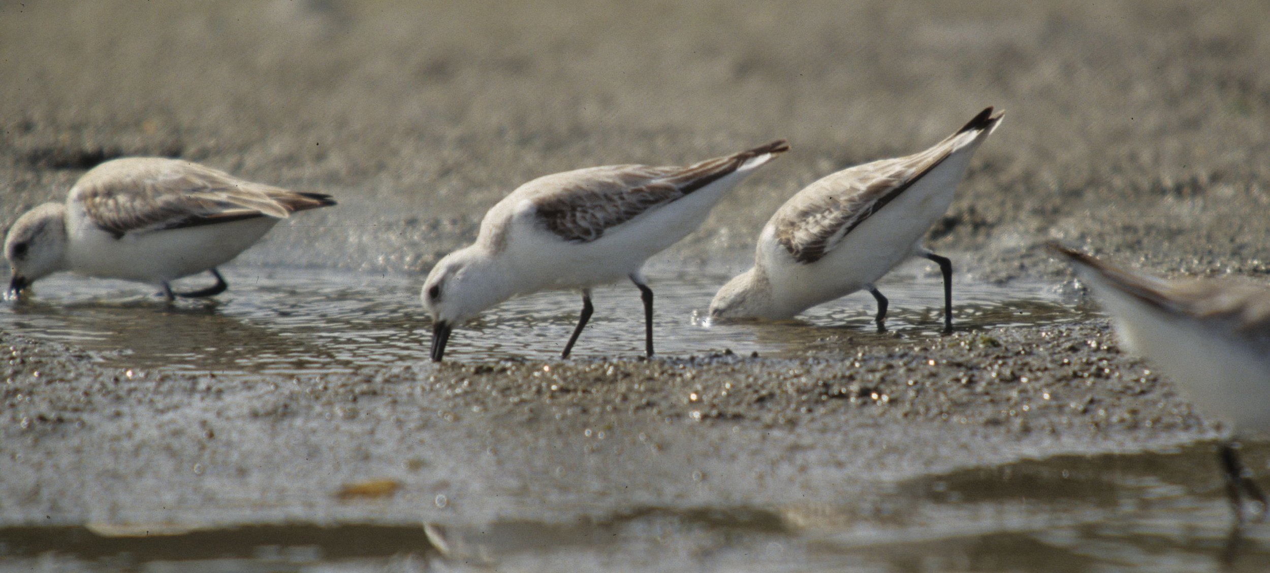 BIRD - SANDERLING - BODEGA BAY F.jpg