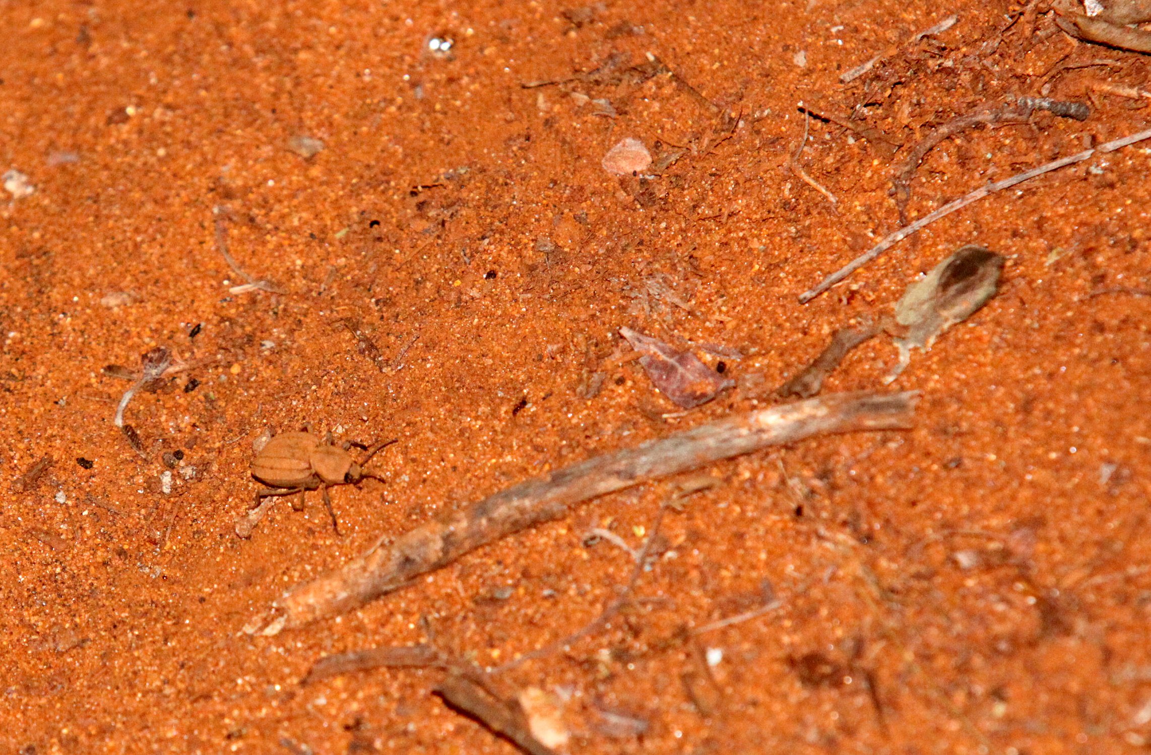 Tenebrionidae - species 11 - Berenty Reserve, Madagascar