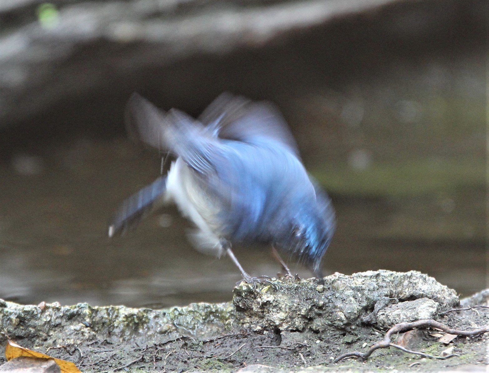 FLYCATCHER - HAINAN BLUE FLYCATCHER - Cyornis hainanus - LUNG SIN HIDE, KAENG KRACHAN AREA J (12).jpg