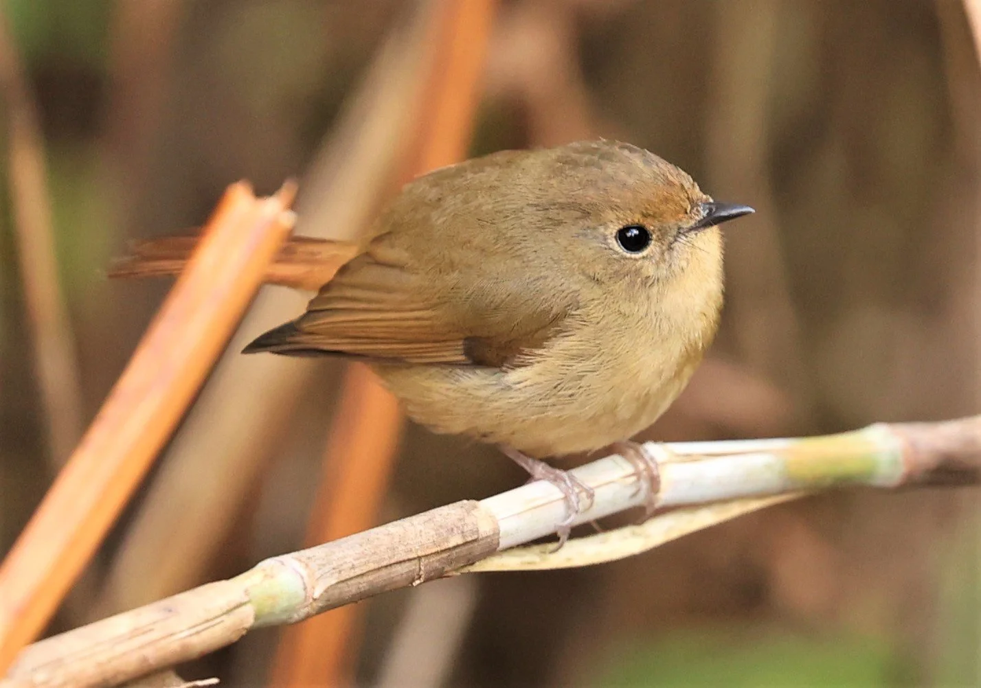 FLYCATCHER - SLATY-BLUE FLYCATCHER - Ficedula tricolor - DOI LANG WEST, DOI PHA HOM POK NP, CHIANG MAI DEC 2021 (3).jpg