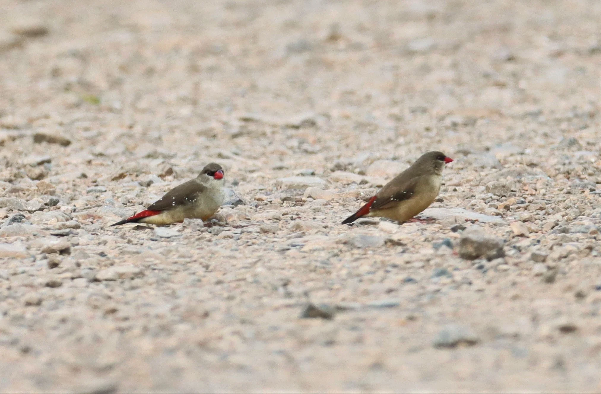 RED AVADAVAT - Amandava amandava - LAT KRABANG WETLANDS THAP YAO  (28).jpg