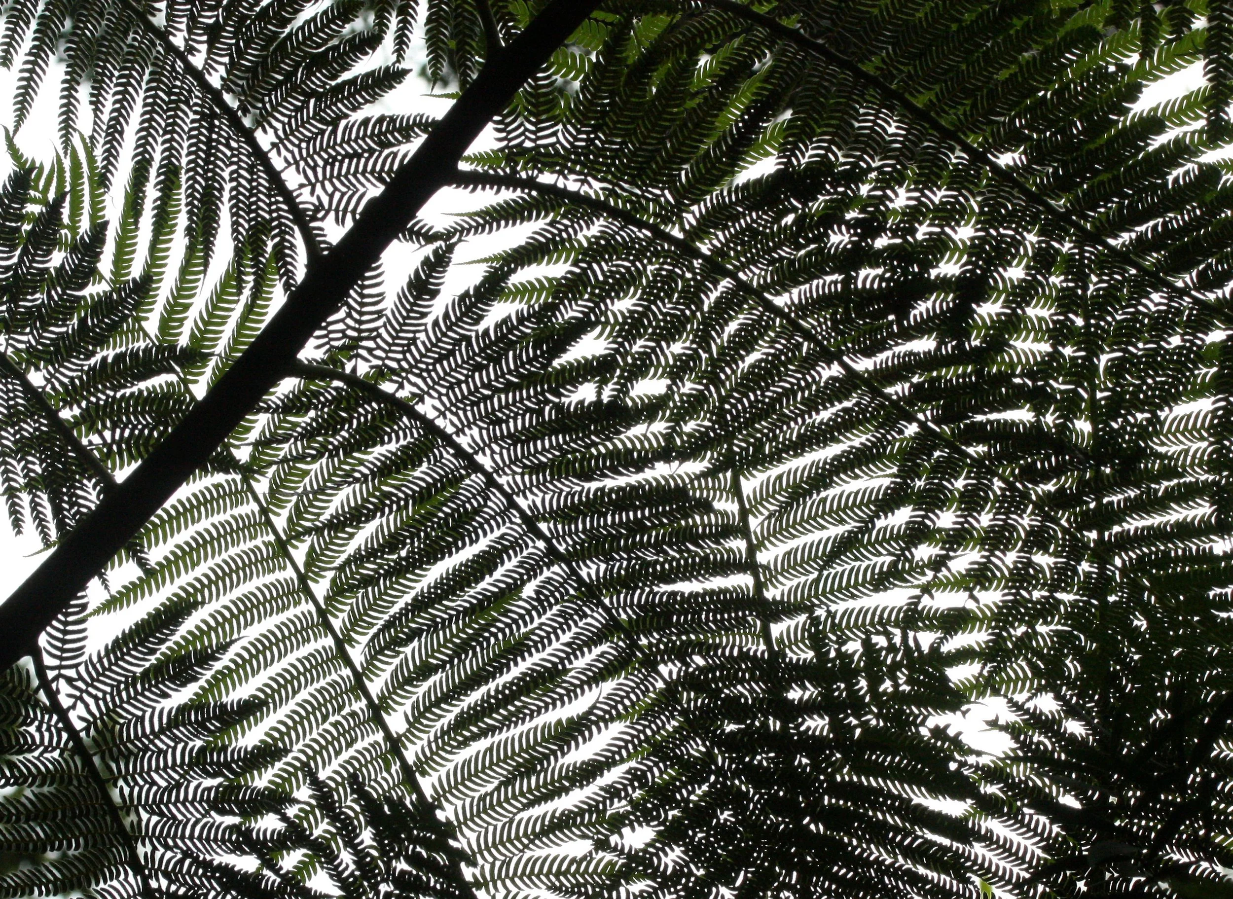 TAIWAN - SUBTROPICAL FOREST - PLANT SPECIES (12).JPG