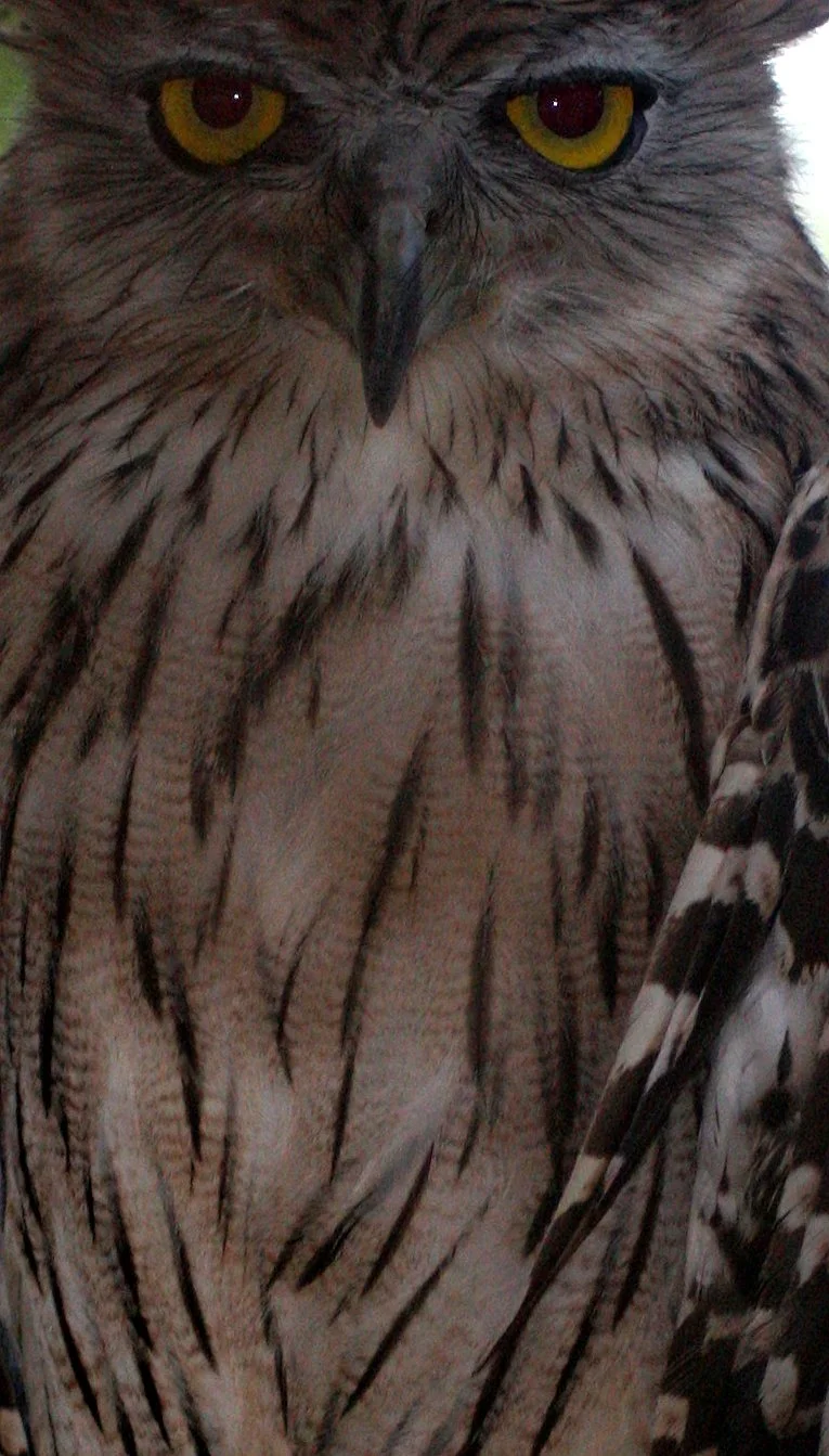 Ketupa zeylonensis - BROWN FISH OWL - NST THAILAND (5).JPG