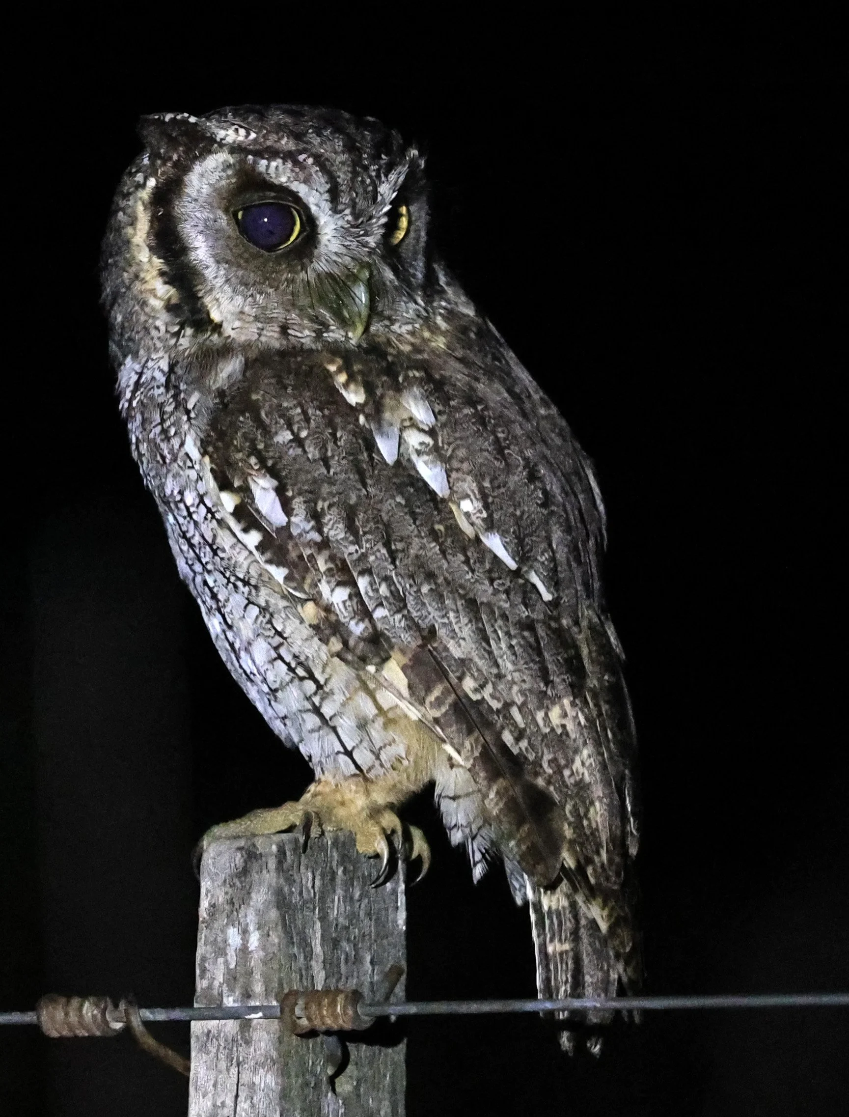 Tropical Screech-Owl (Megascops choliba) Hotel Campestre Iparoma Paraguay (39).jpg