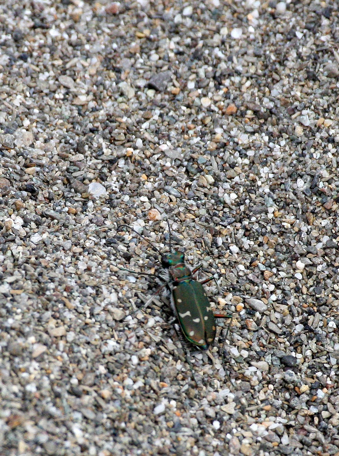 INVERTS - COLEOPTERA - CICCINDELIDAE - CICCINDELA SPECIES - ELWHA RIVER TRAILS.JPG
