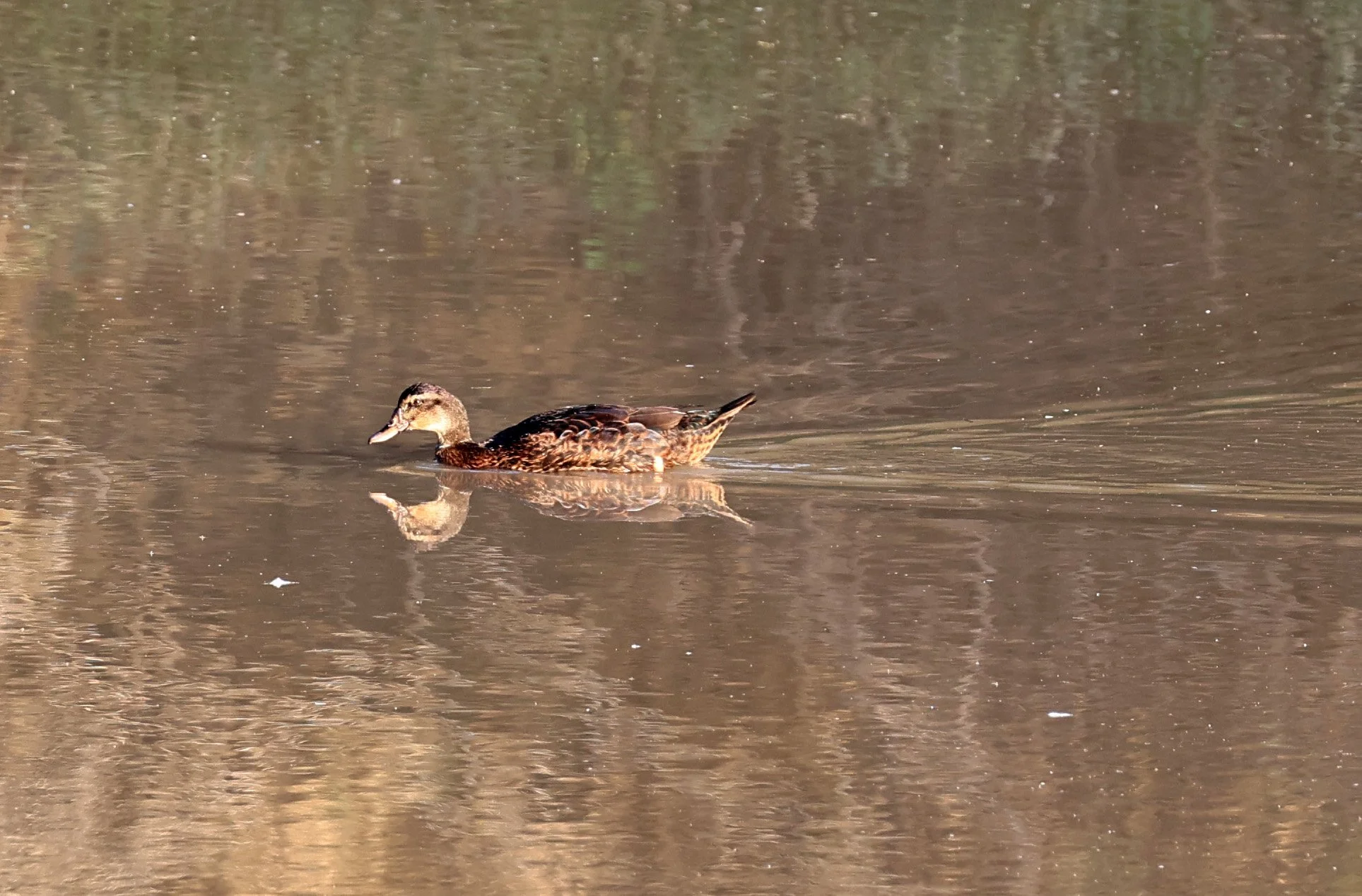 Ringed Teal (Callonetta leucophrys) Hotel Iparoma Campestre Paraguay (30).jpg