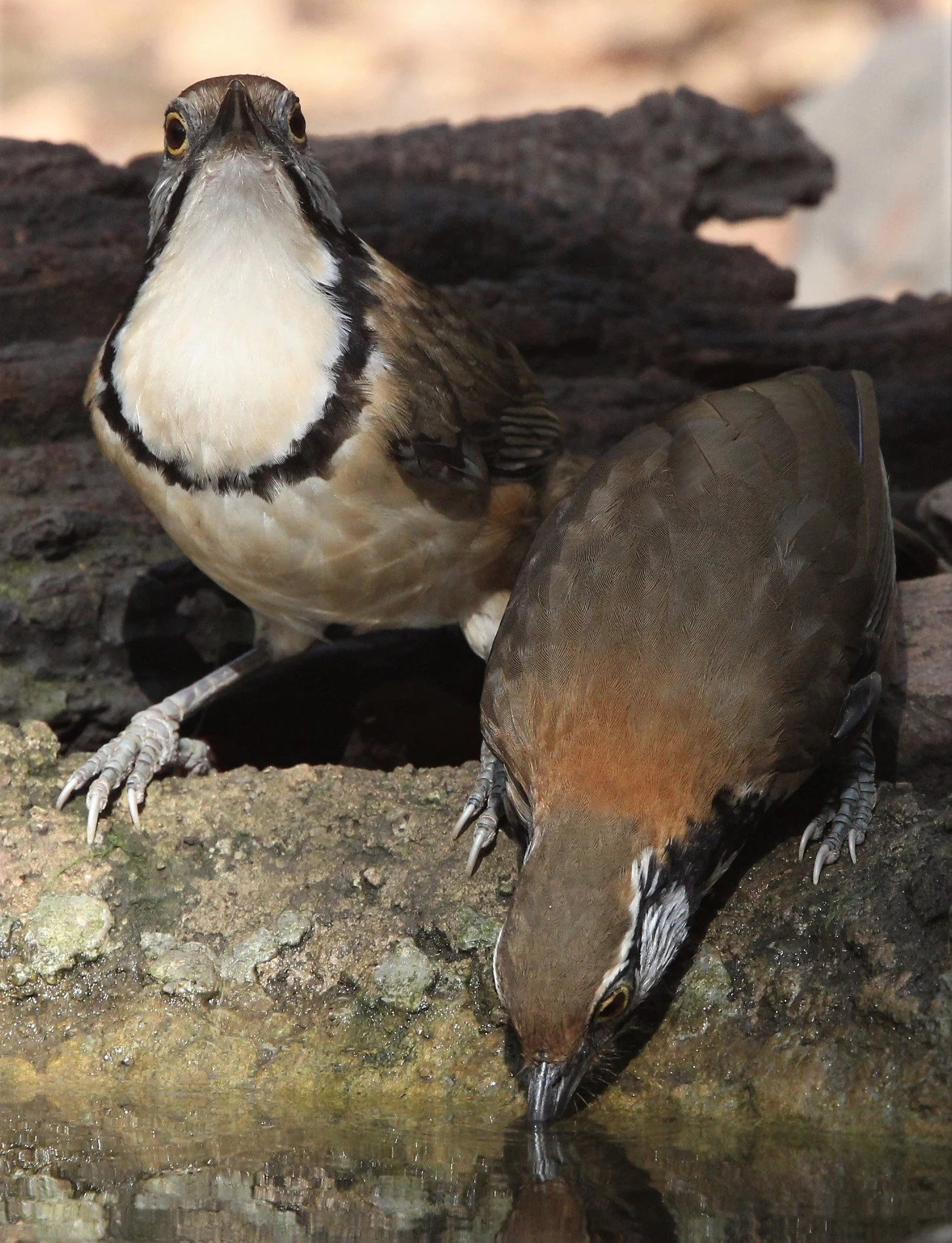LAUGHINGTHRUSH - GREATER NECKLACED LAUGHINGTHRUSH - Garrulax pectoralis - LUNG SIN HIDE, KAENG KRACHAN (1).jpg