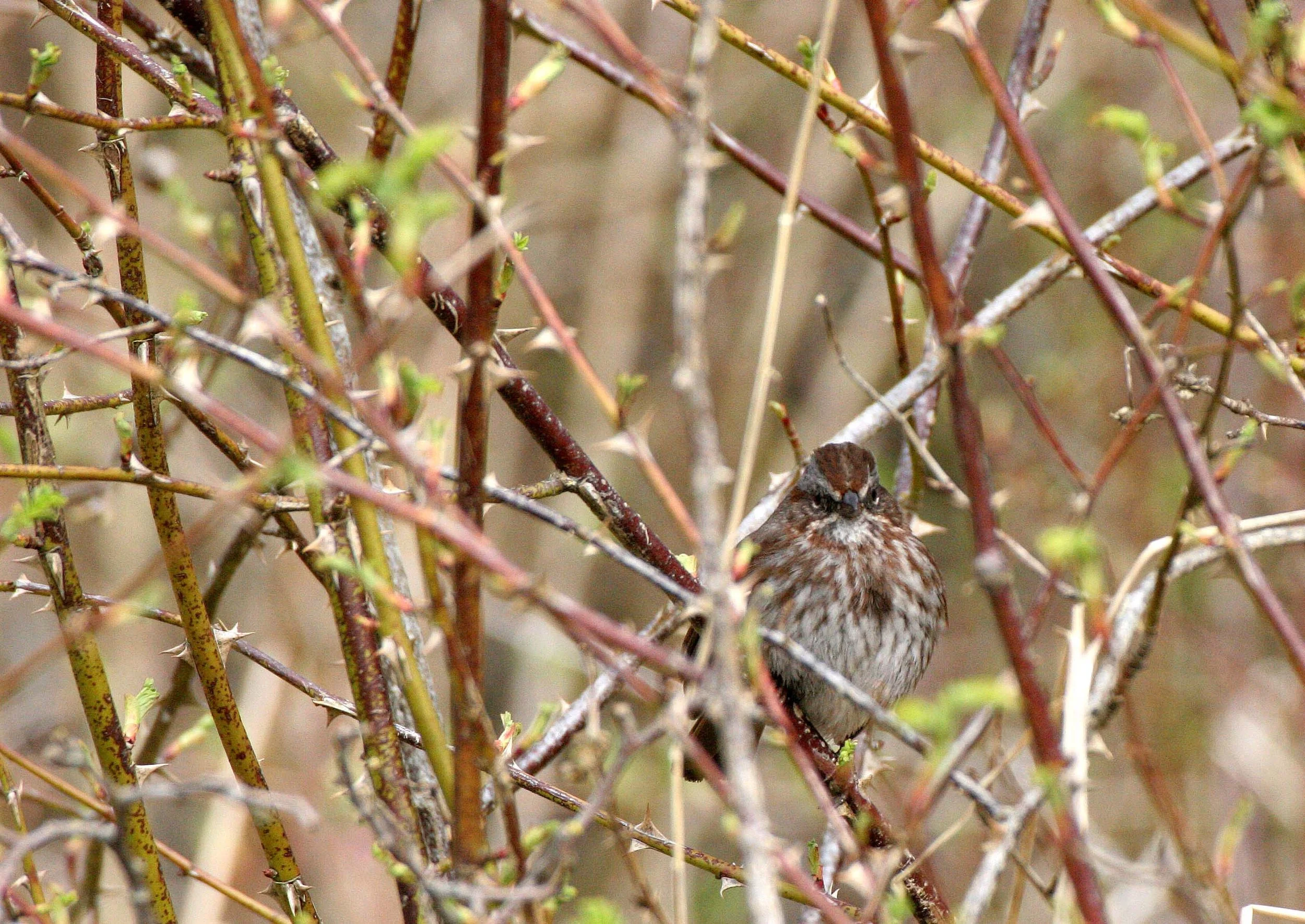 BIRD - SPARROW - SONG SPARROW - MELOSPIZA MELODIA - LAKE FARM WA.jpg