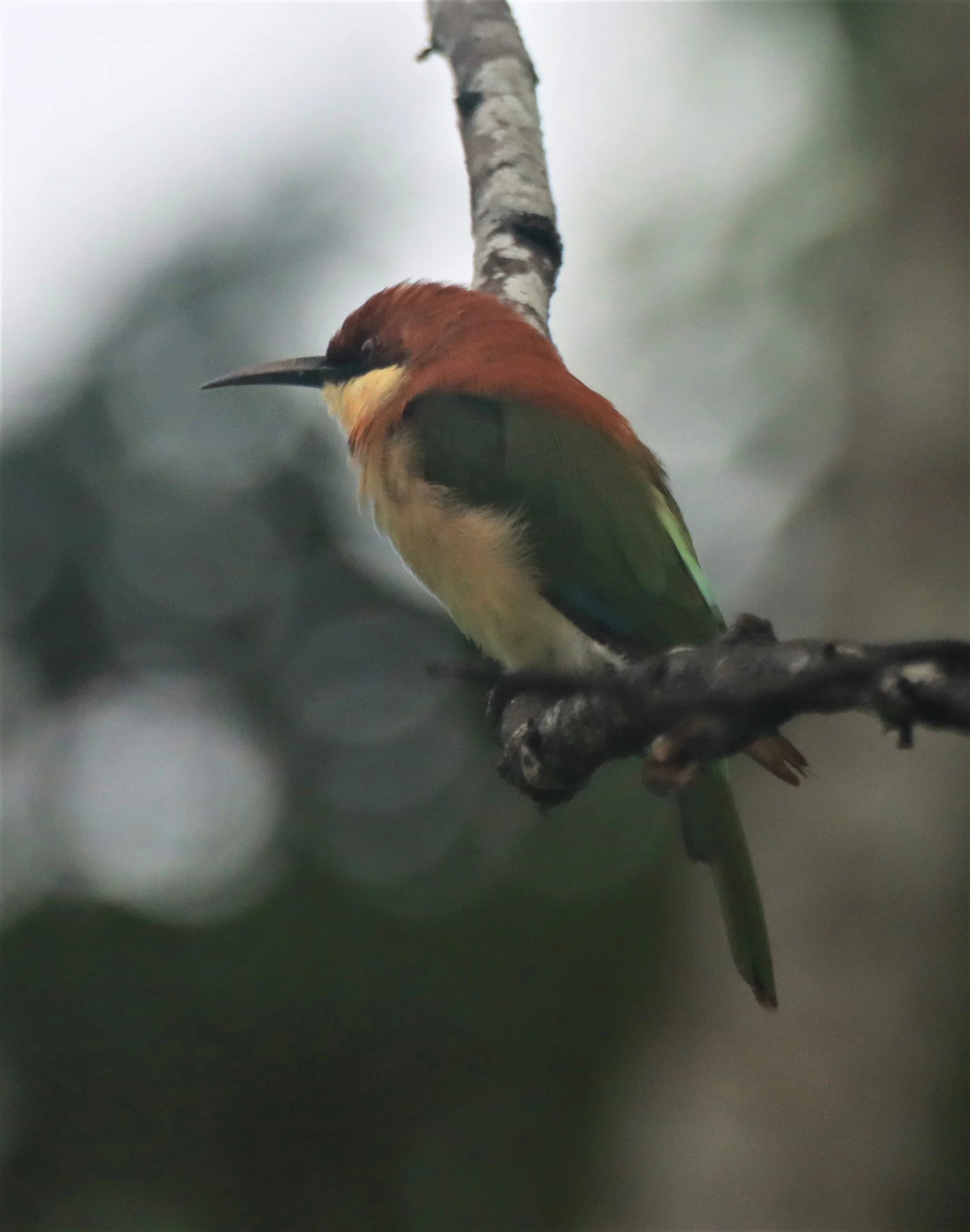 BEE-EATER - CHESTNUT-HEADED BEE-EATER - Merops leschenaulti - KHAO SOK SURAT THANI (27).jpg