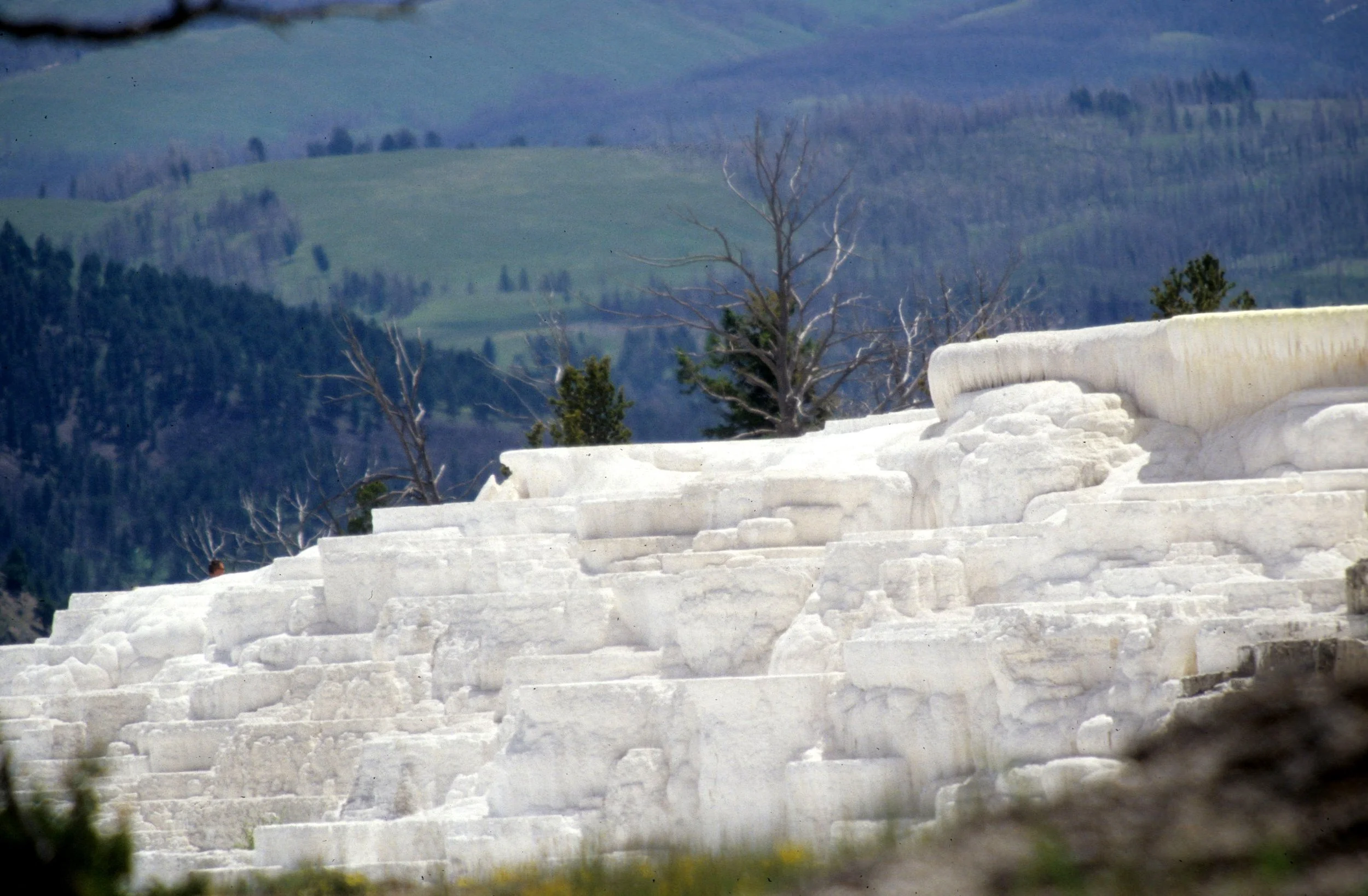 YELLOWSTONE - MAMMOTH HOTSPRINGS LL.jpg