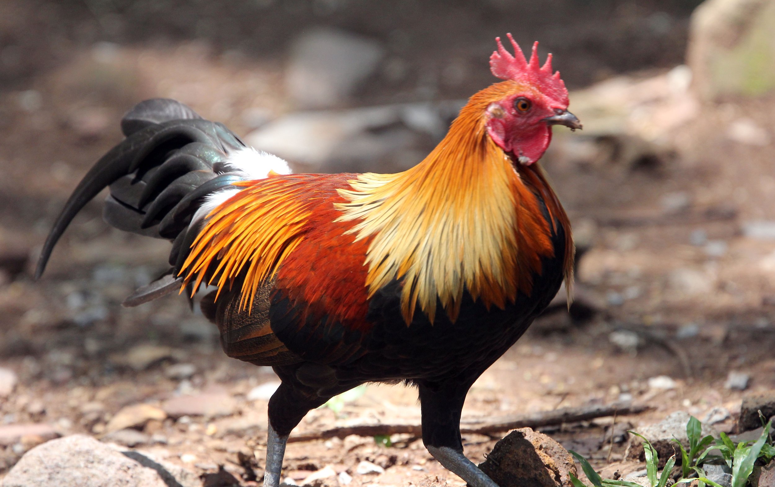 RED JUNGLE FOWL - Gallus gallus - KHAO YAI NATIONAL PARK THAILAND (12).JPG