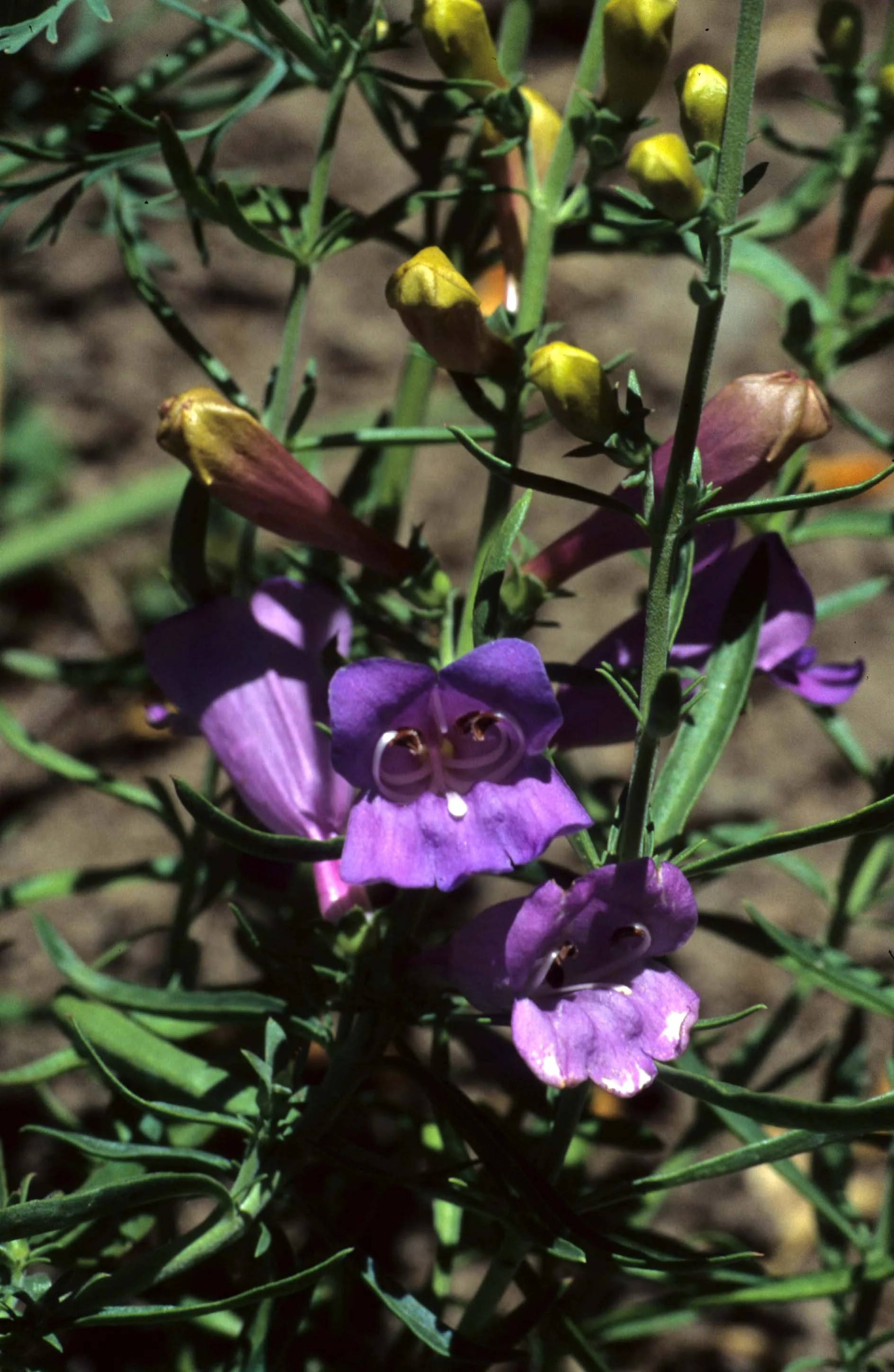 CALIFORNIA - REDWOODS NP - PENSTEMON SPECIES.jpg