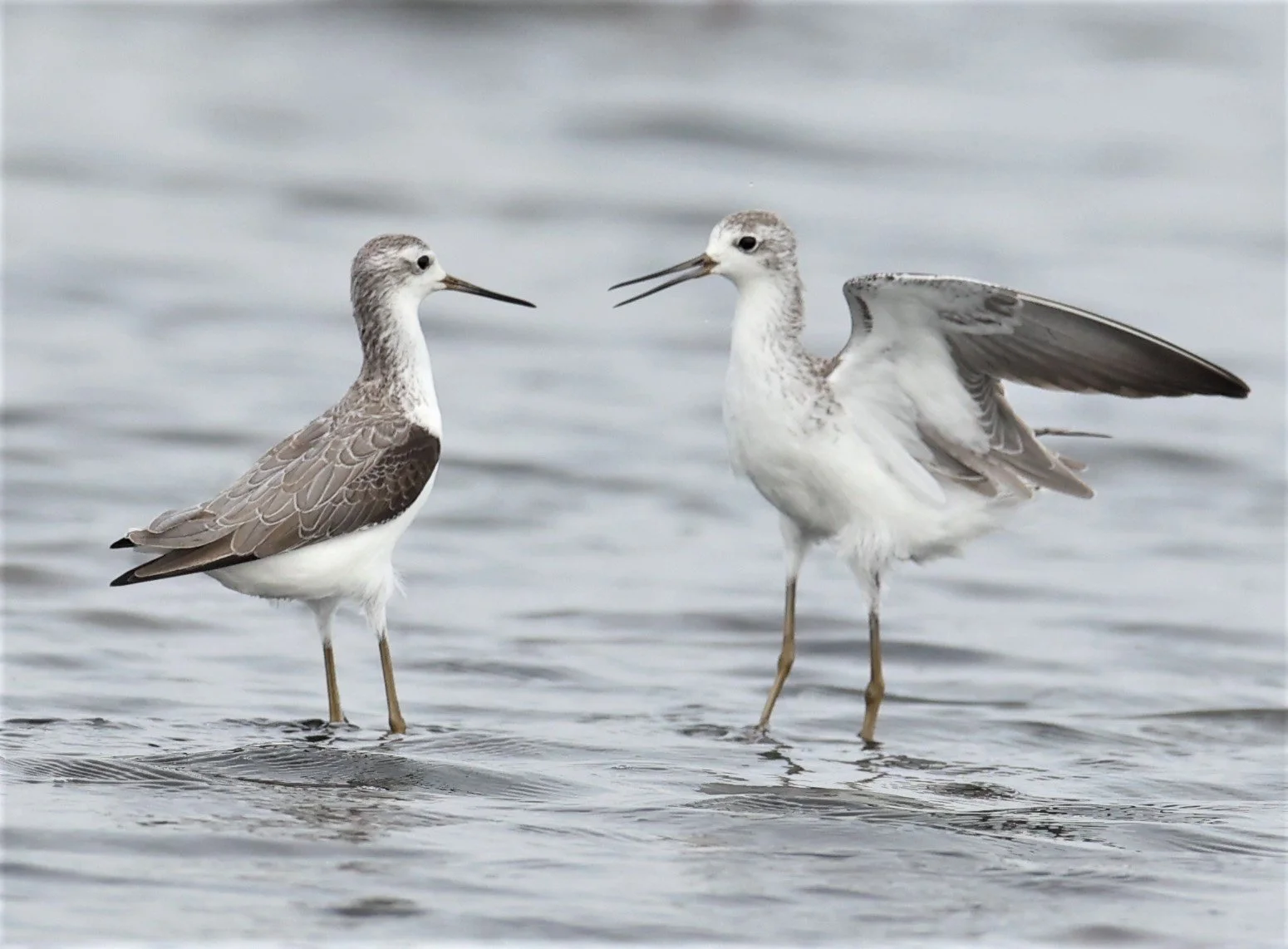 SANDPIPER - MARSH SANDPIPER - Tringa stagnalis - BANG PAKONG SALT PANS CHACHOENGSAO WEST OF RIVER 14 NOV 2021 (11).jpg