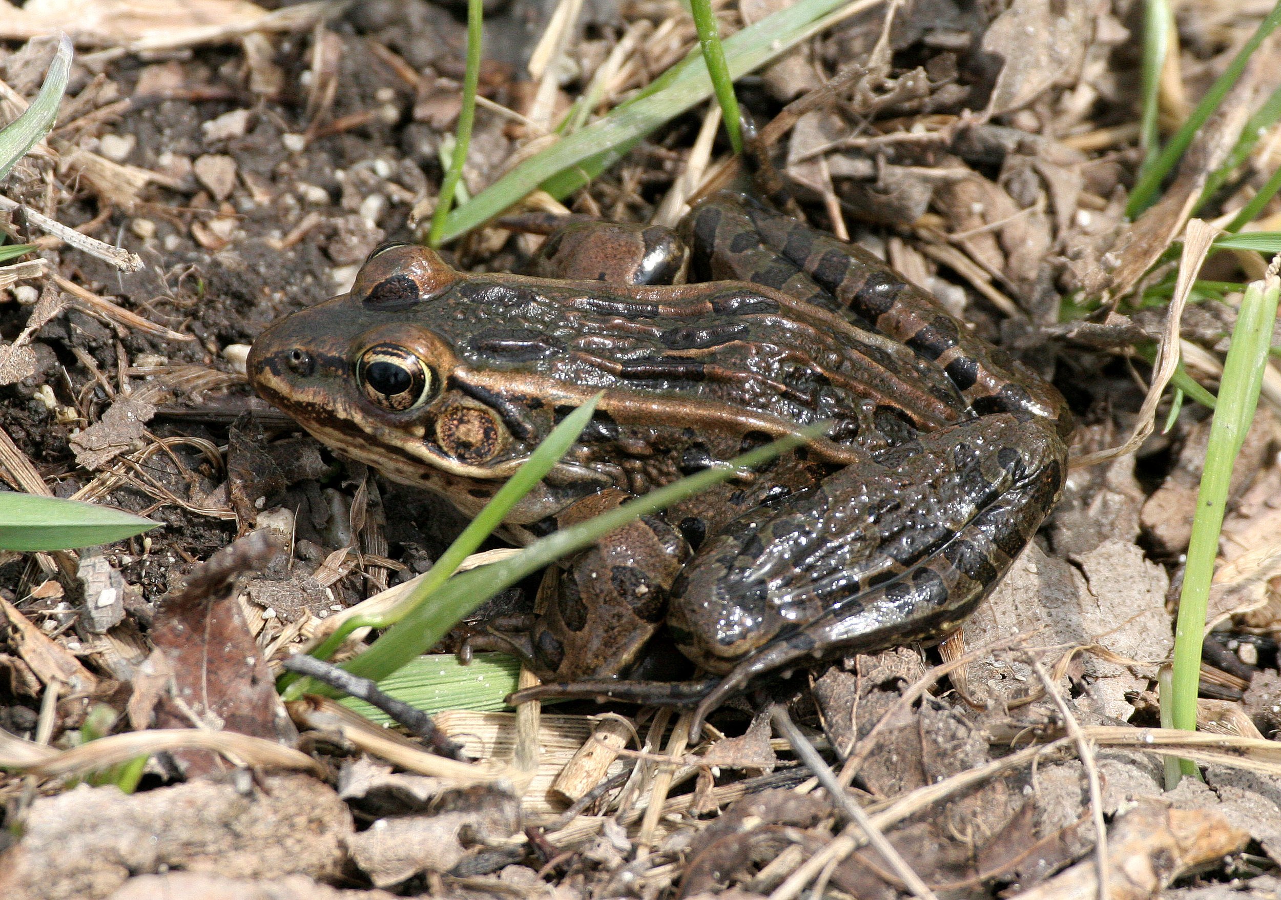 AMPHIBIAN - FROG - LEOPARD FROG - PRATT'S WAYNE WOODS ILLINOIS (6).JPG