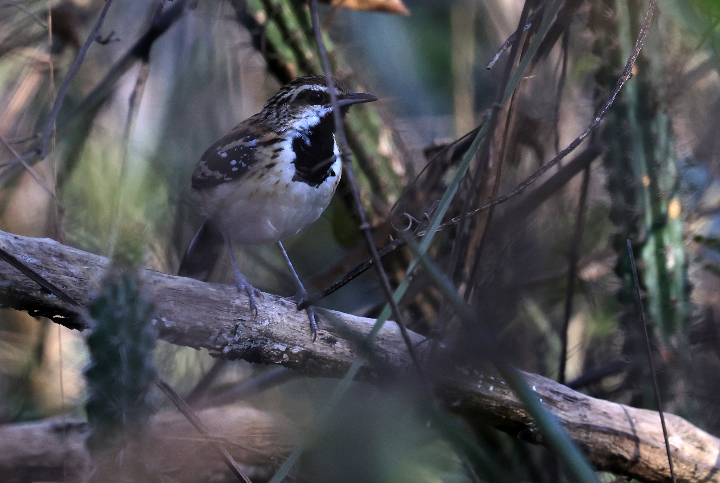 Stripe-backed Antbird (Myrmorchilus strigilatus) Agua Dulce Paraguay (6).jpg