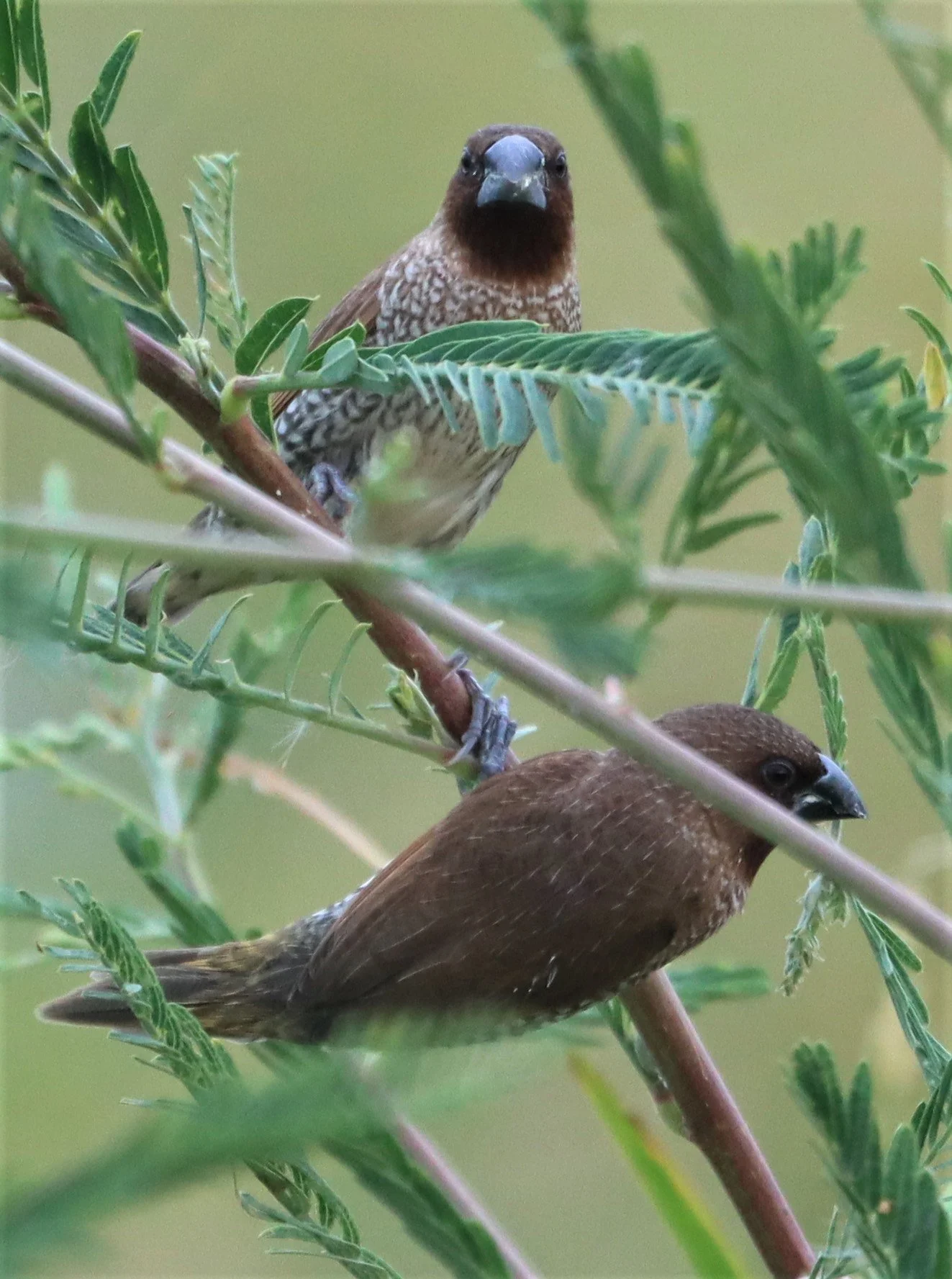 MUNIA - SCALY-BREASTED MUNIA - Lonchura punctulata - LAT KRABANG RICE FIELDS (1).jpg