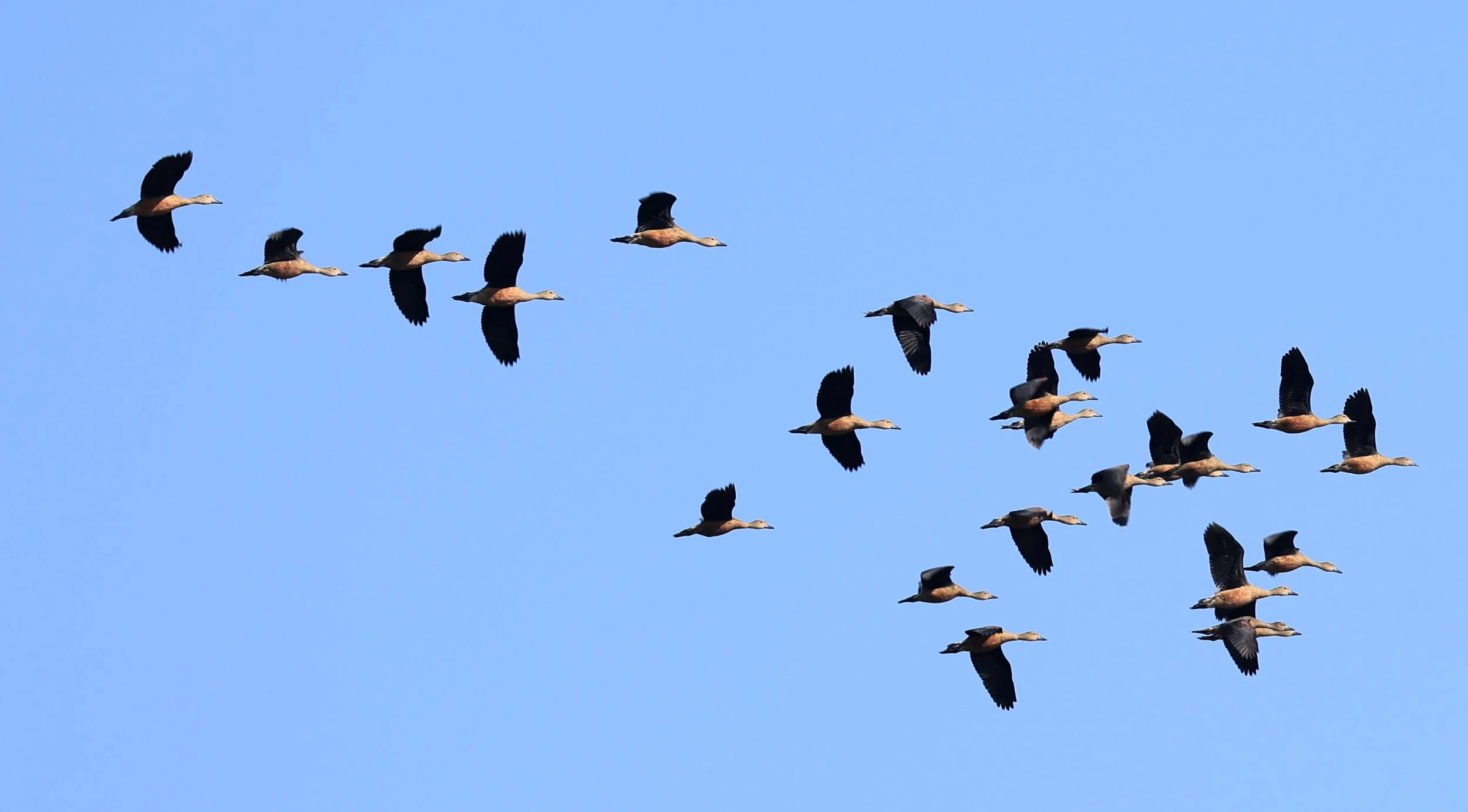 Lesser Whistling-Duck (Dendrocygna javanica) Nong Han Lake & Wetland - Sakon Nakhon Province  (3).jpg