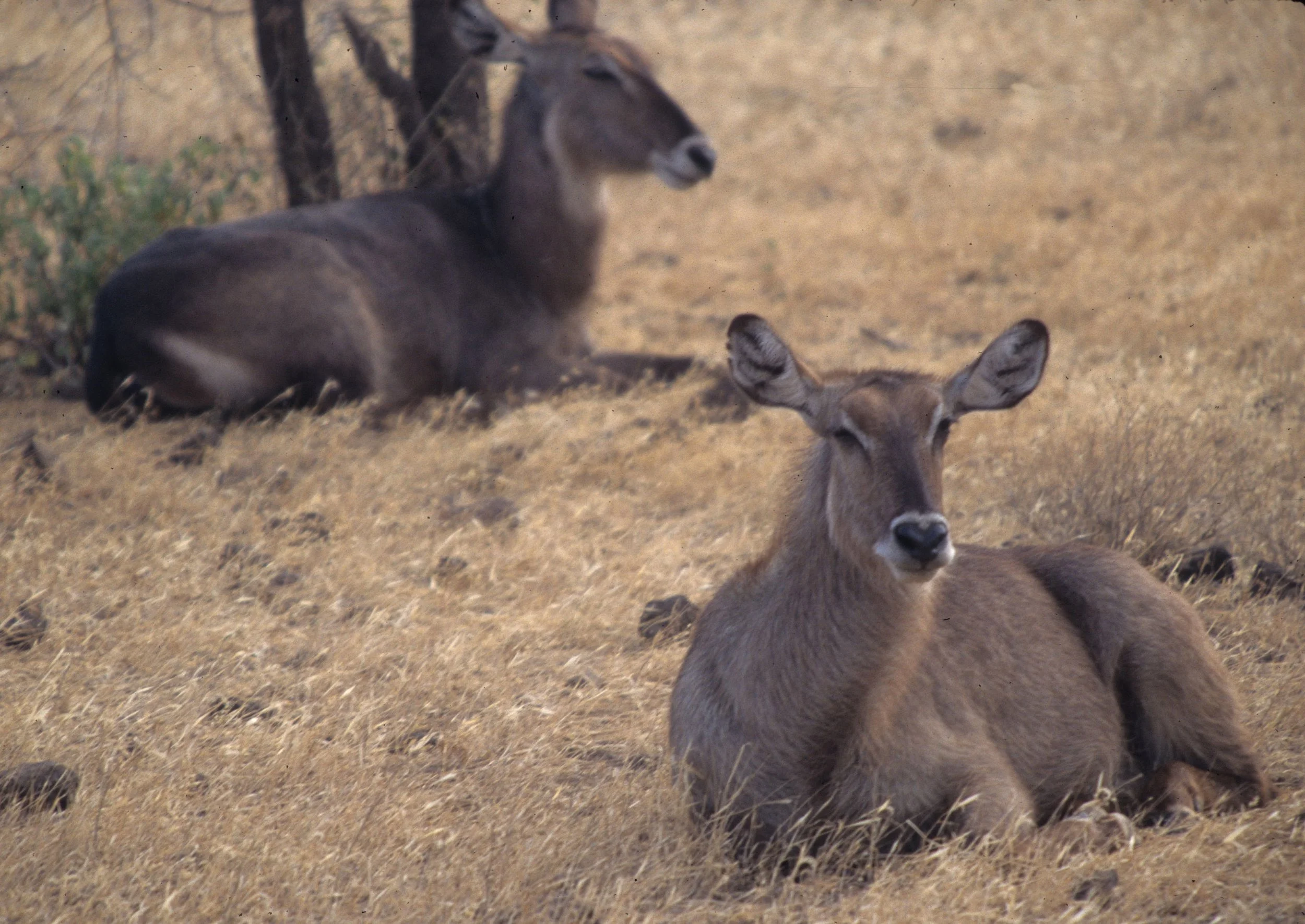 BOVID - WATERBUCK - COMMON - KRUGER (4).jpg